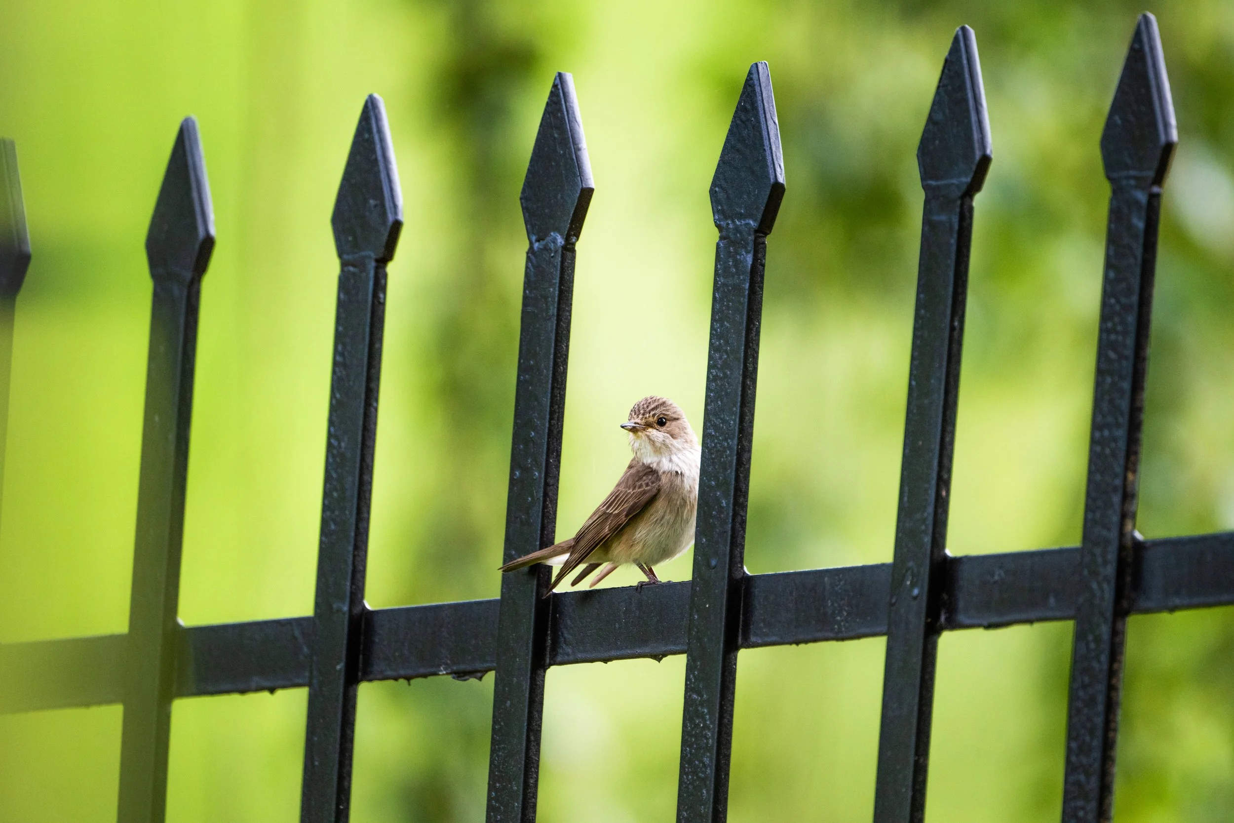 Vogel auf einem schwarzen Metallzaun, grüner Hintergrund.