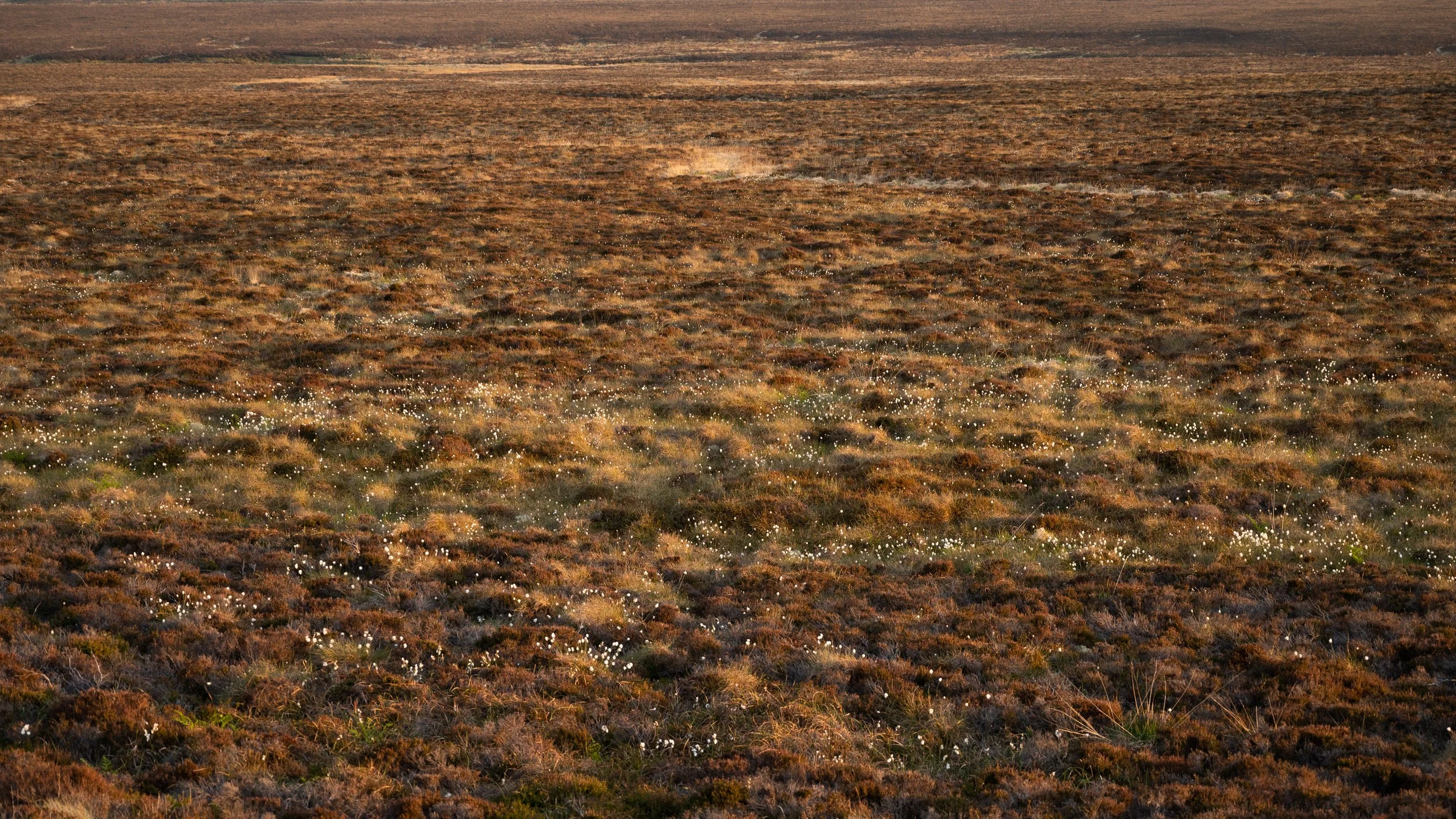 Weite Moorlandschaft mit Gras und kleinen weißen Blumen unter warmem Sonnenlicht.