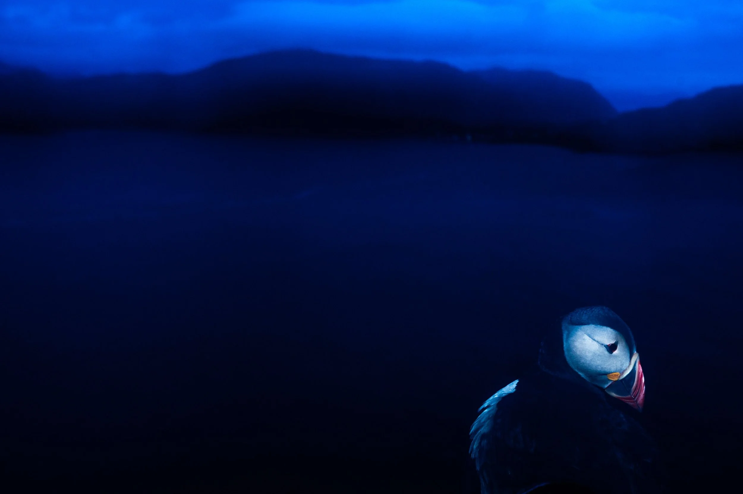 Papageitaucher vor dunkelblauem Hintergrund mit silhouettierten Hügeln