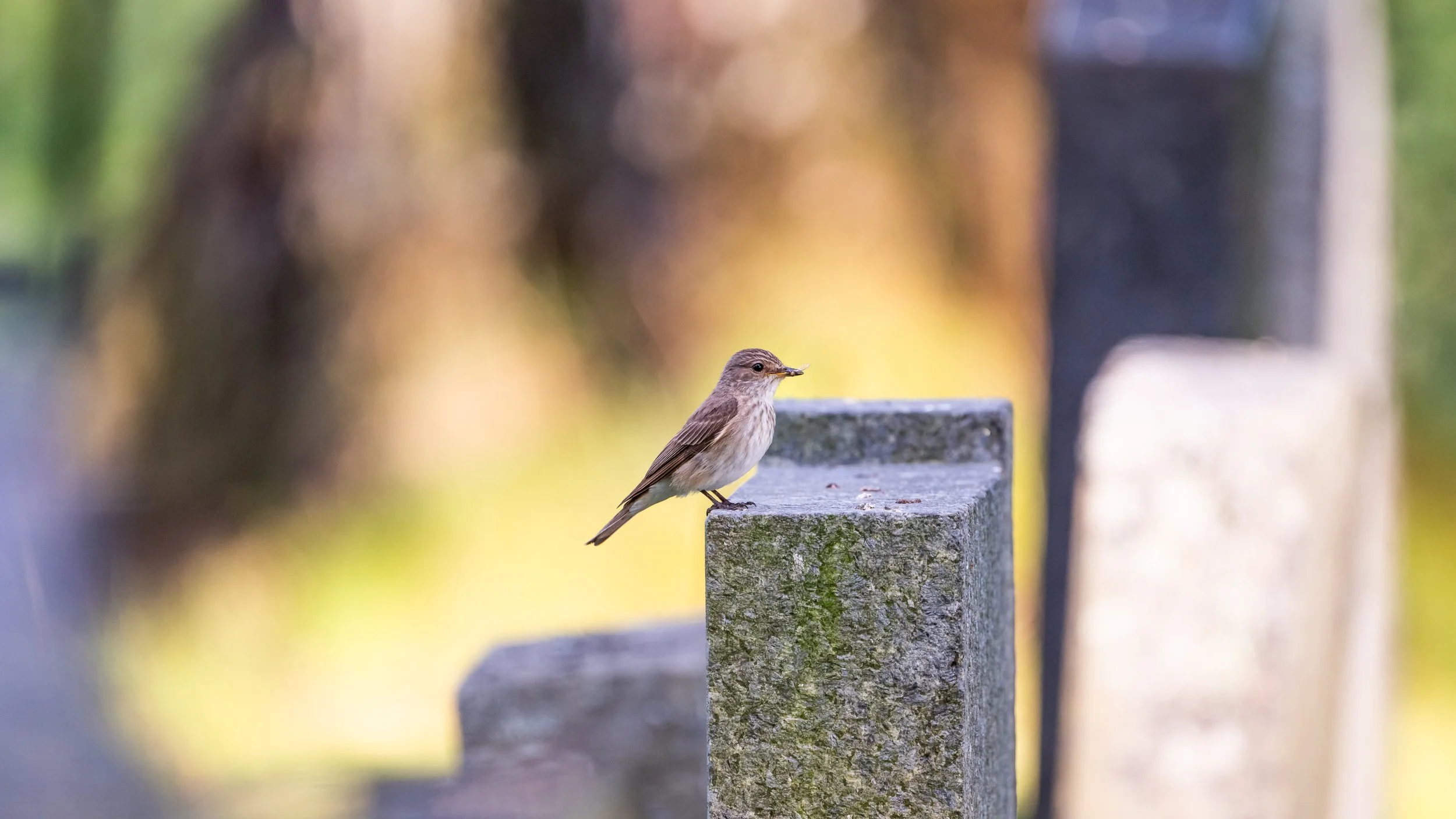 Ein kleiner Vogel sitzt auf einem Stein mit einem unscharfen Hintergrund in natürlichen Farben.