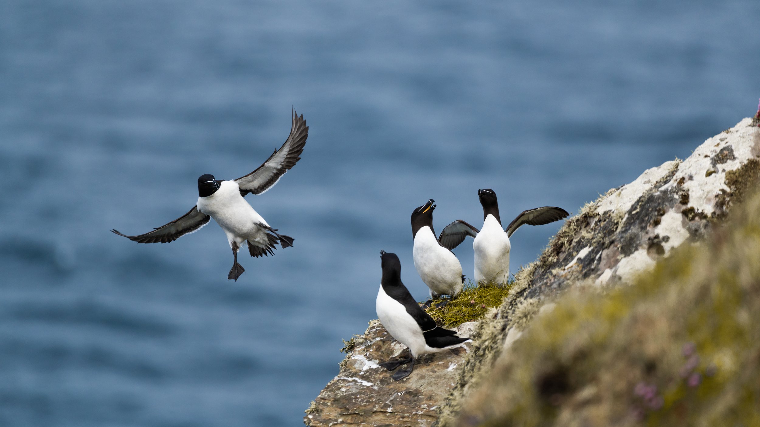 Fünf Papageientaucher auf einer Klippe am Meer, einer fliegt, vier stehen auf dem Boden.