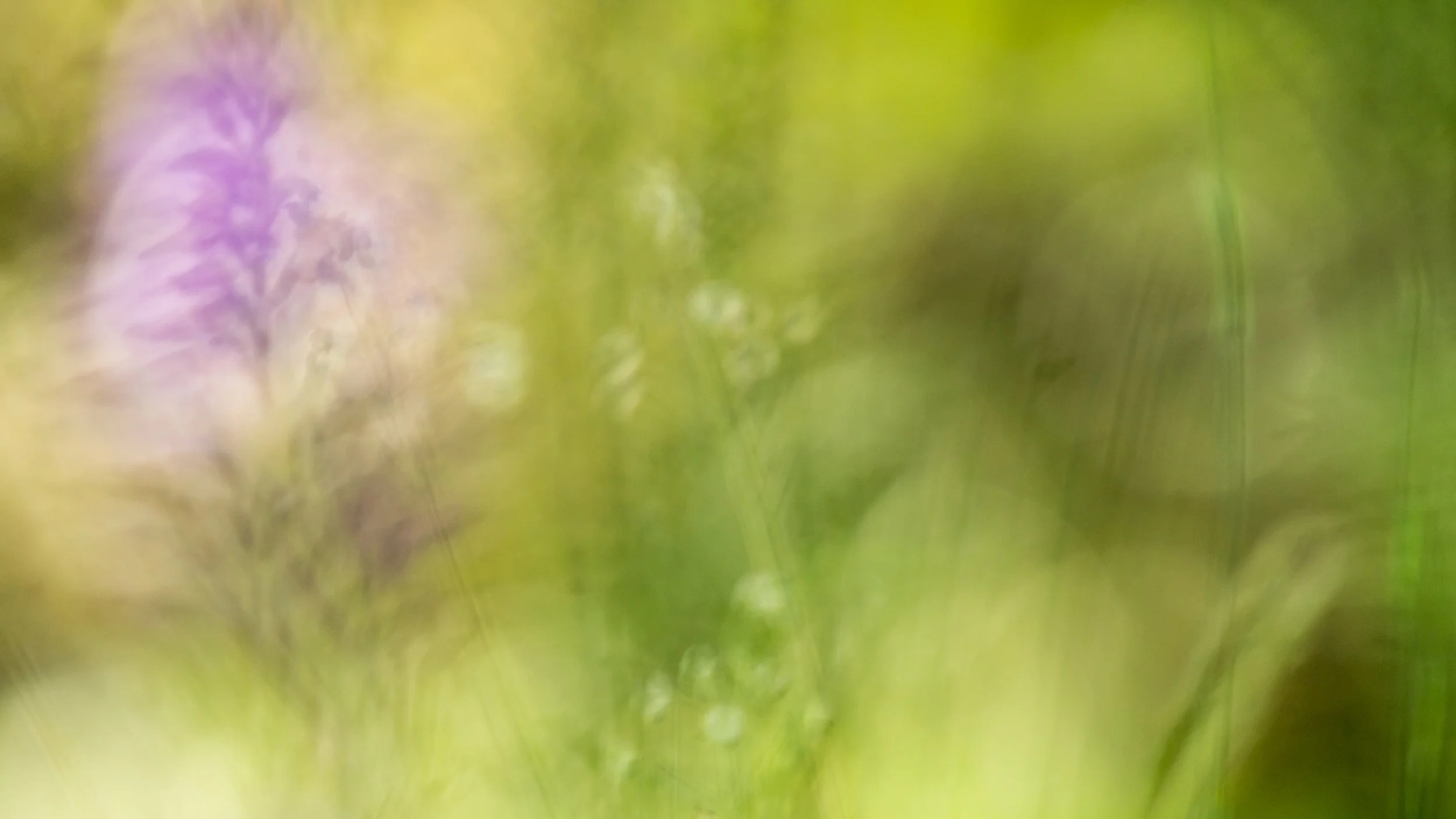 Abstraktes Naturbild mit unscharfen Pflanzen und Blumen in Grüntönen.