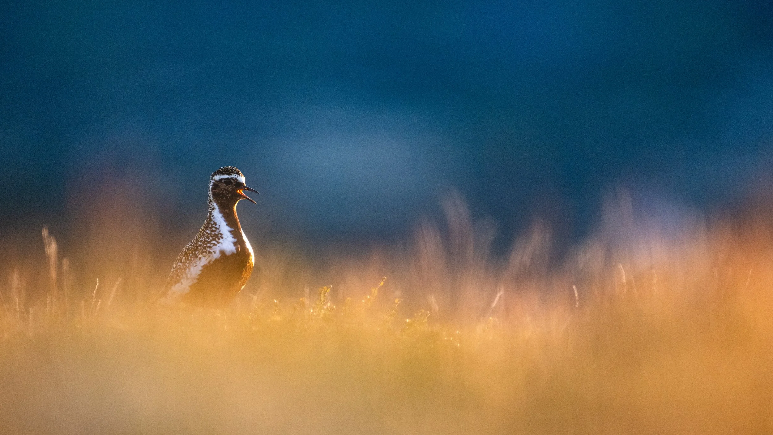 Goldregenpfeifer im Gras während der Dämmerung, mit blauem Himmel im Hintergrund.