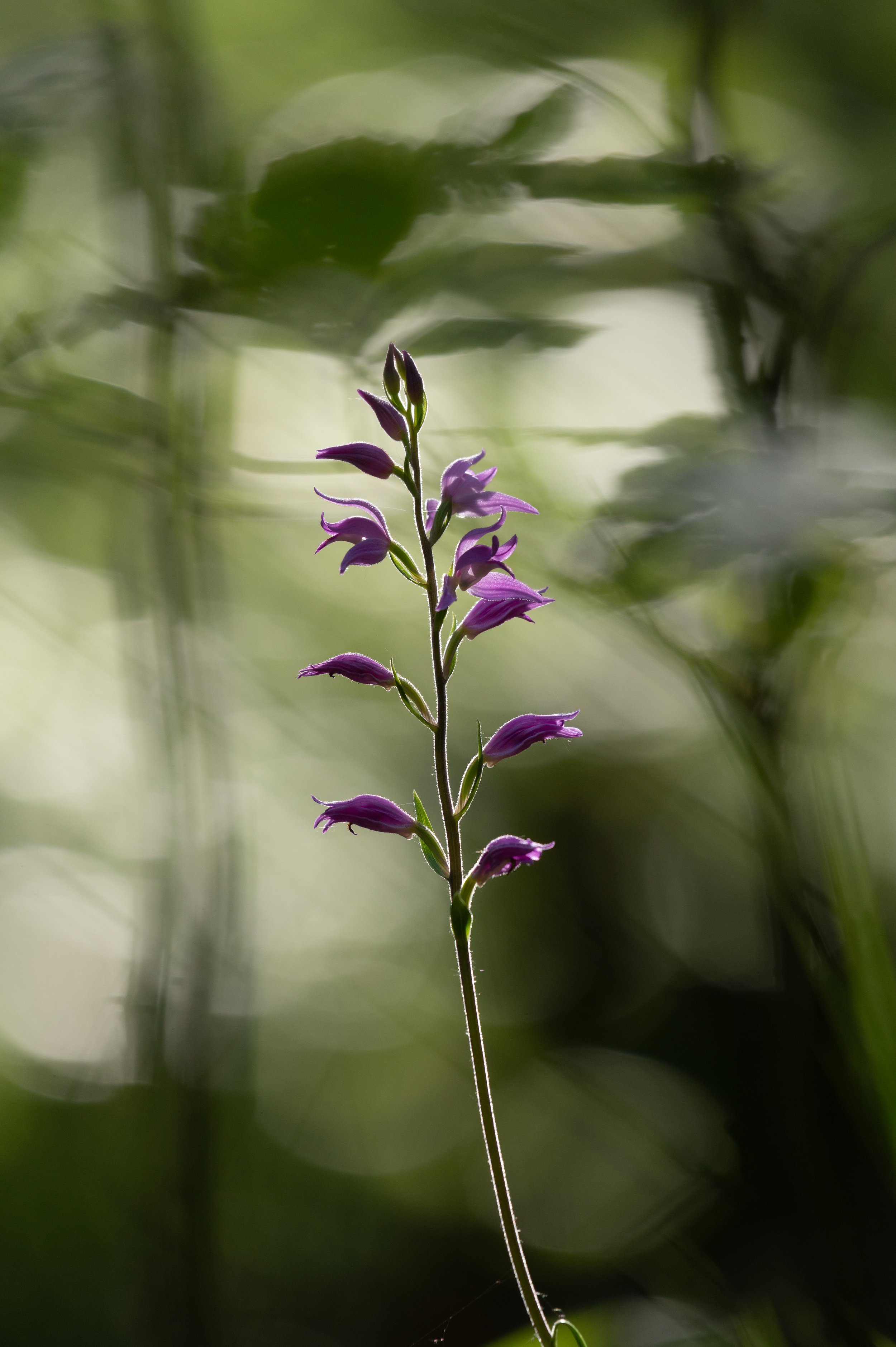 Lila Blume im sonnigen Wald mit unscharfem Hintergrund.