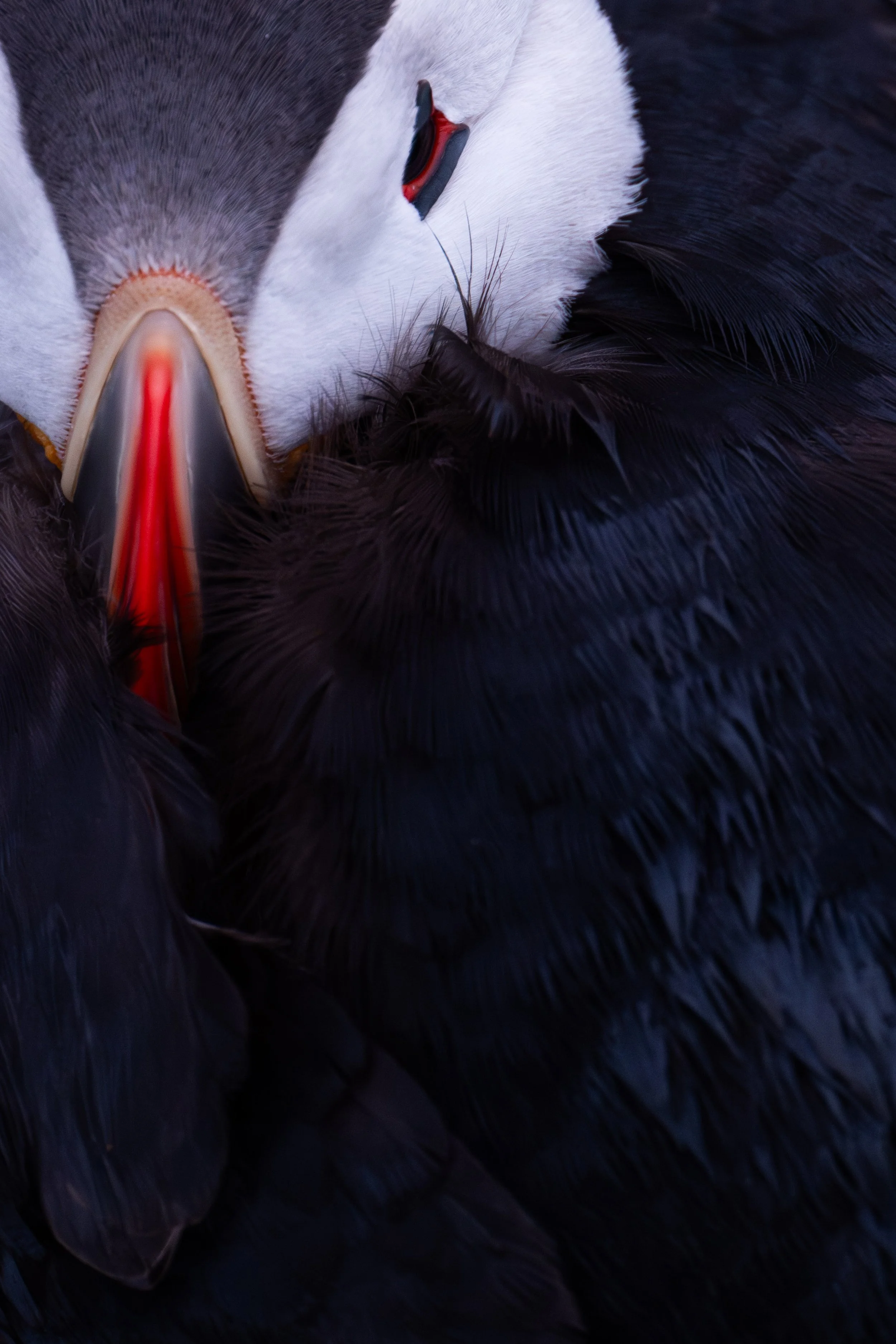 Nahaufnahme eines Papageitauchers mit geschlossenem Auge und rotem Schnabel.