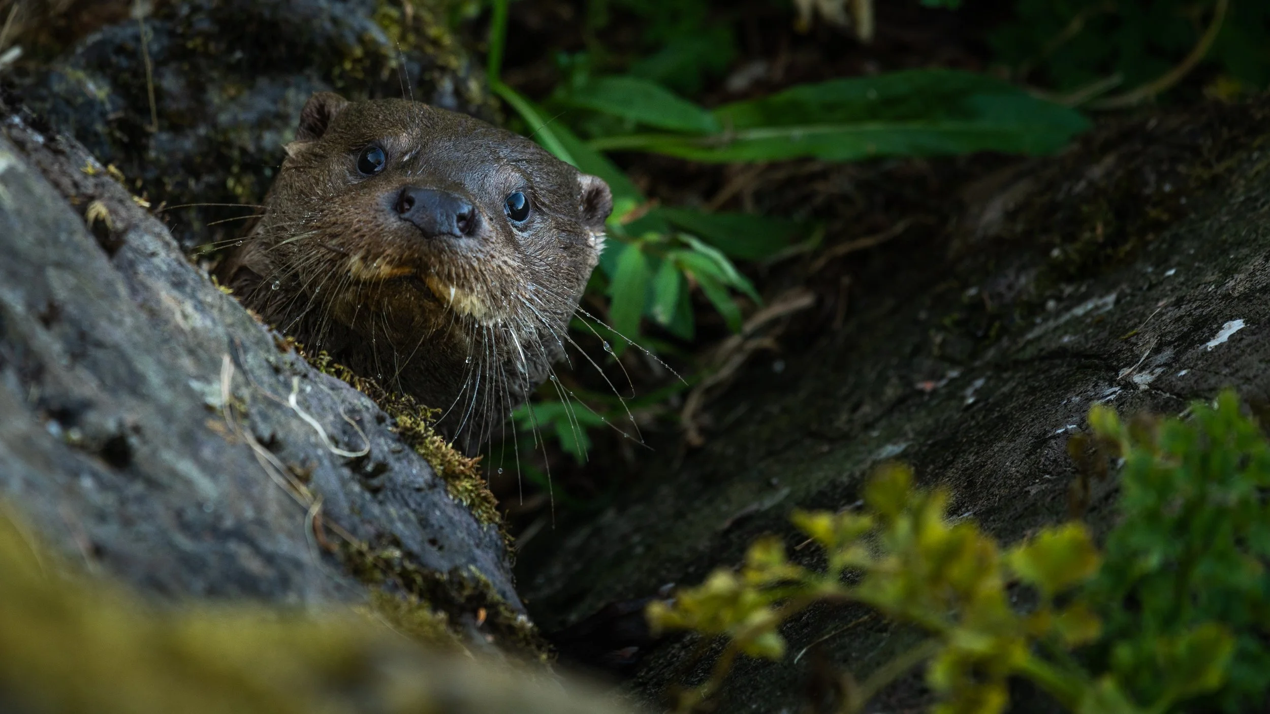 Ein Otter schaut aus einem Felsen hervor, umgeben von grünen Pflanzen.