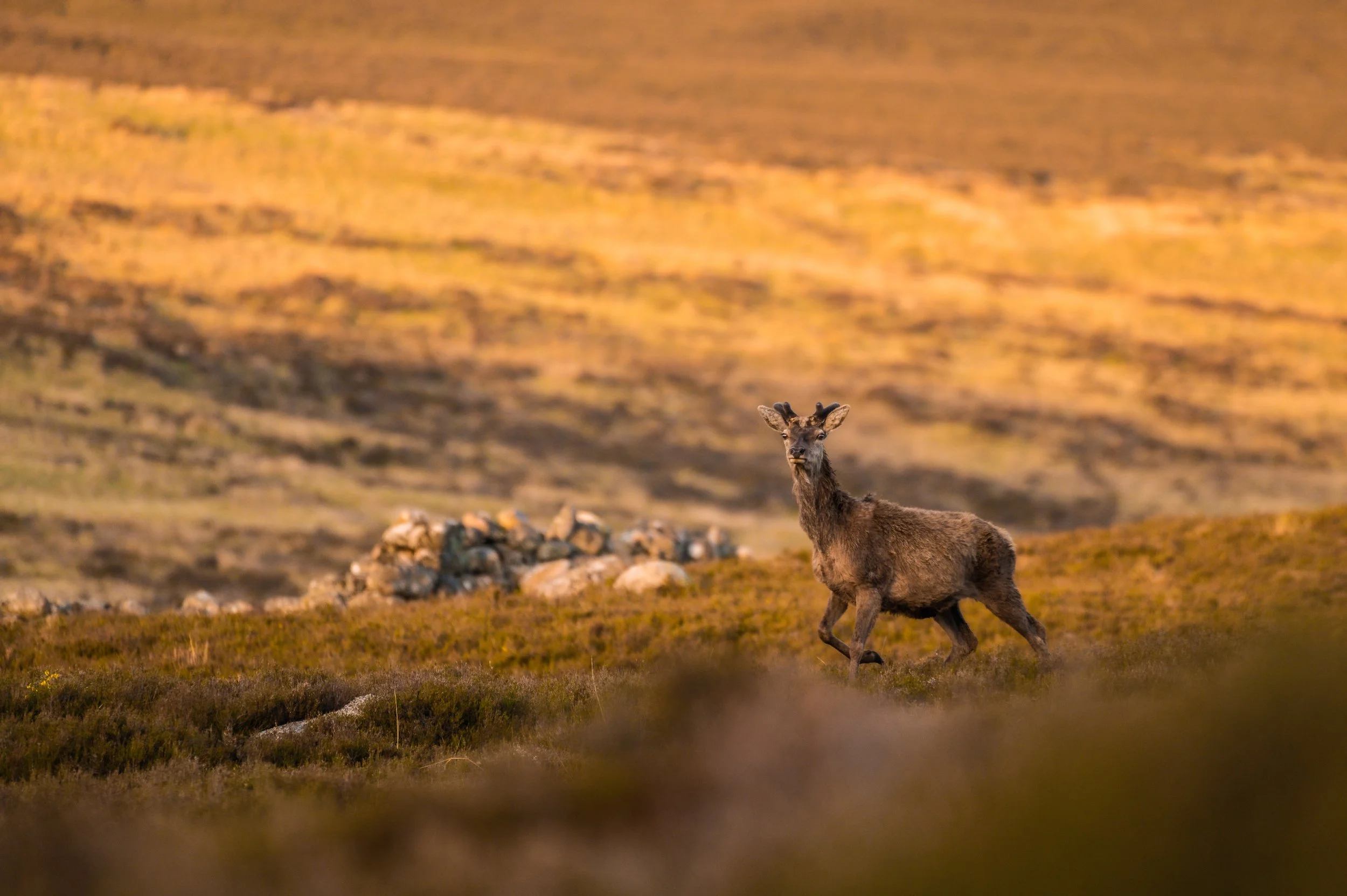 Ein Hirsch in hügeliger Landschaft bei Sonnenuntergang.
