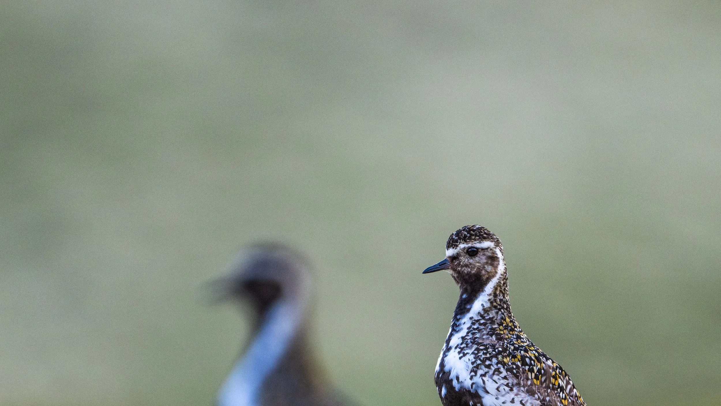 Zwei Vögel im Vordergrund, einer scharf, der andere unscharf, vor einem verschwommenen Hintergrund.