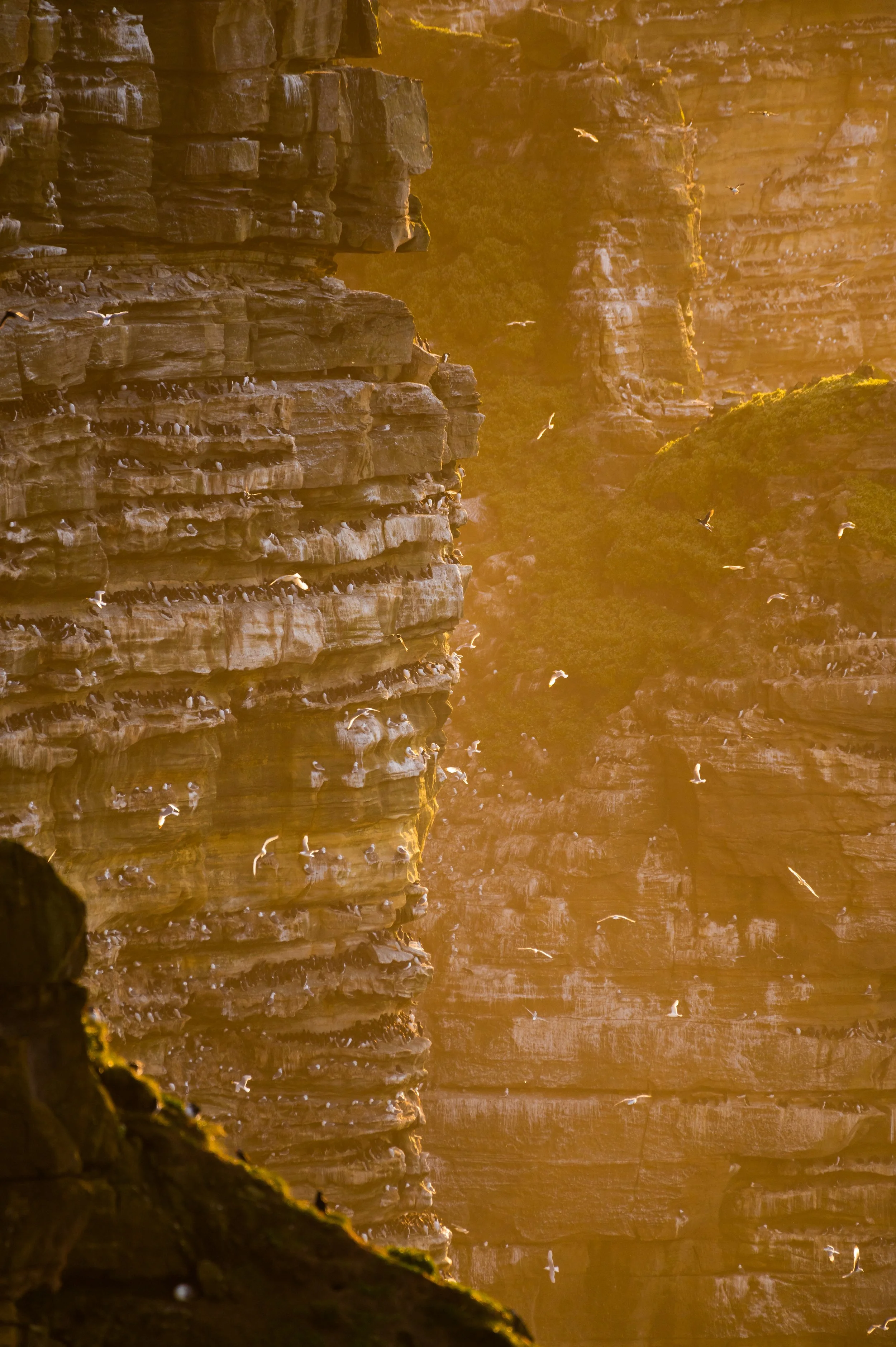 Felswand mit Vögeln im Flug