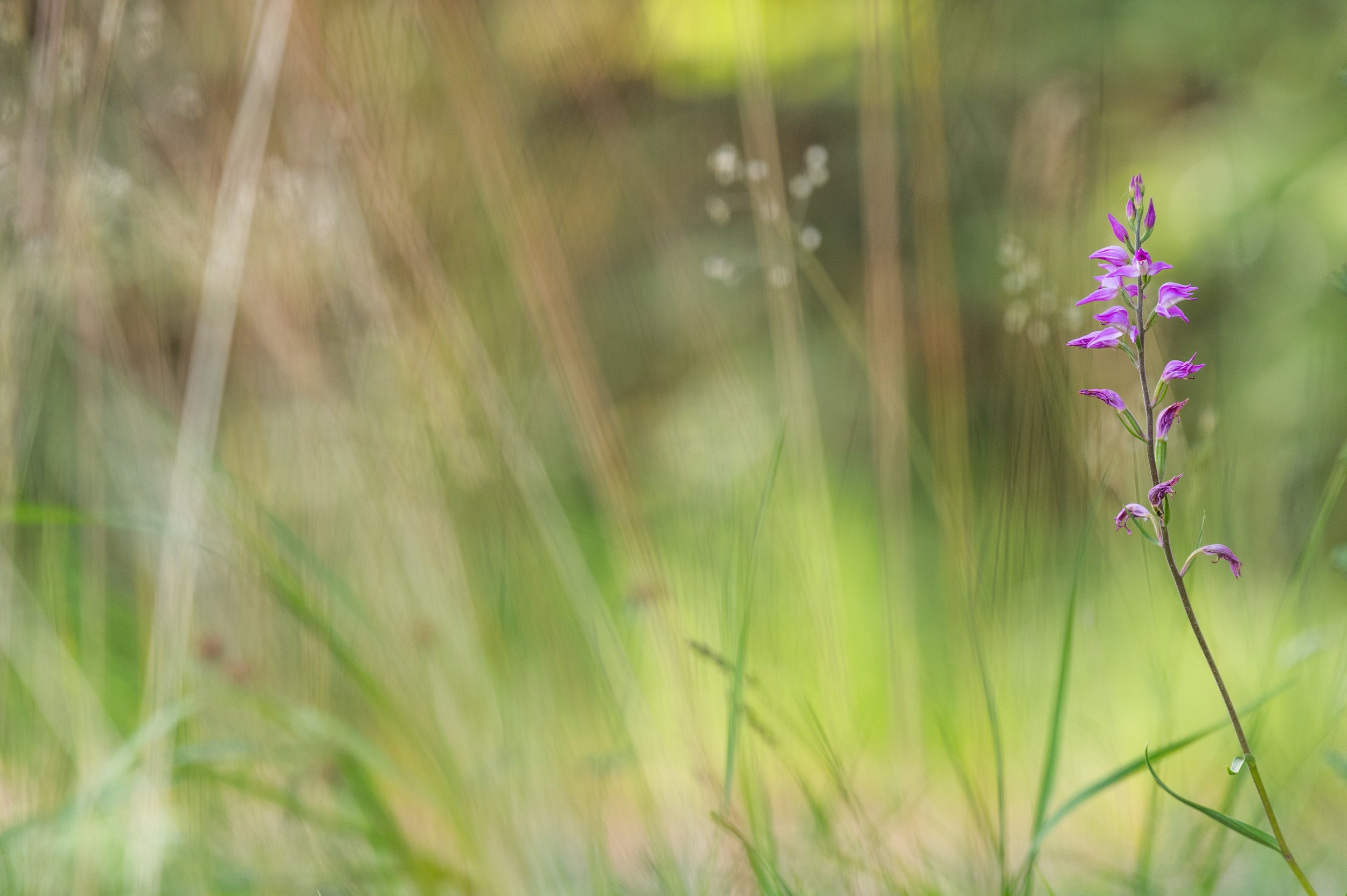 Lila Wildblume im grünen Gras mit unscharfem Hintergrund.