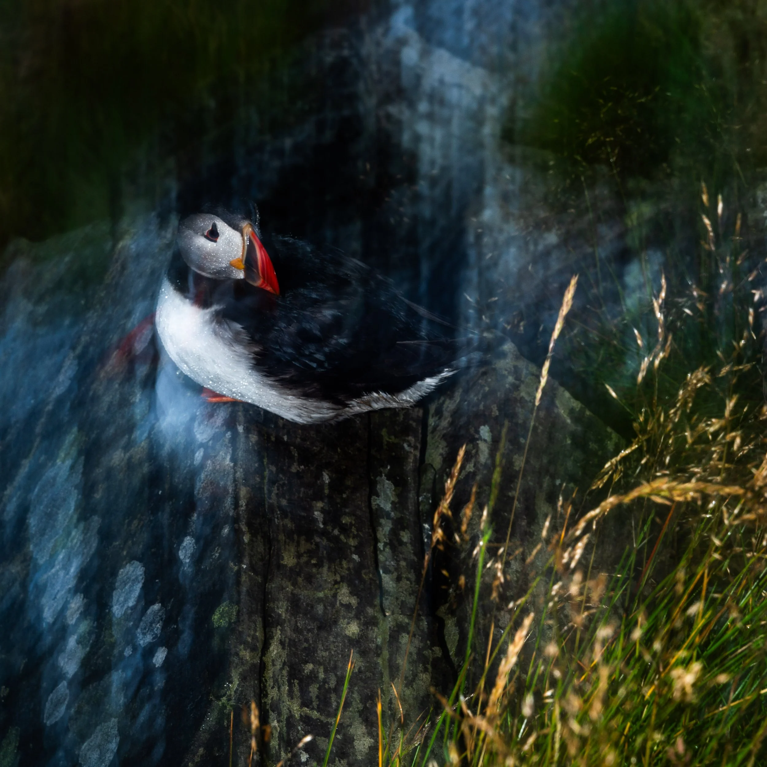 Papageientaucher sitzt auf Felsen umgeben von Gras und unscharfen Lichteffekten.