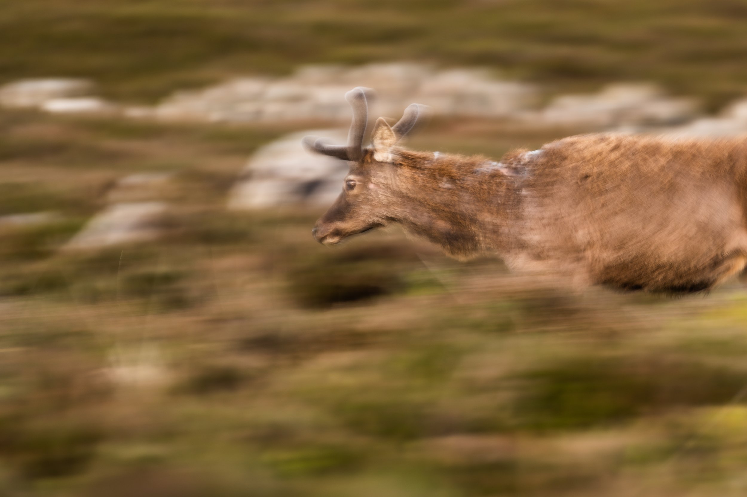 Verschwommenes Bild von einem rennenden Hirsch in einer natürlichen Umgebung mit Wiese.