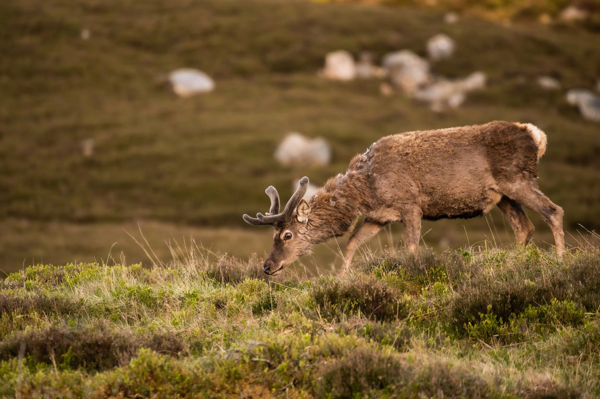 Ein Rentier grast auf einer Wiese in einer hügeligen Landschaft.