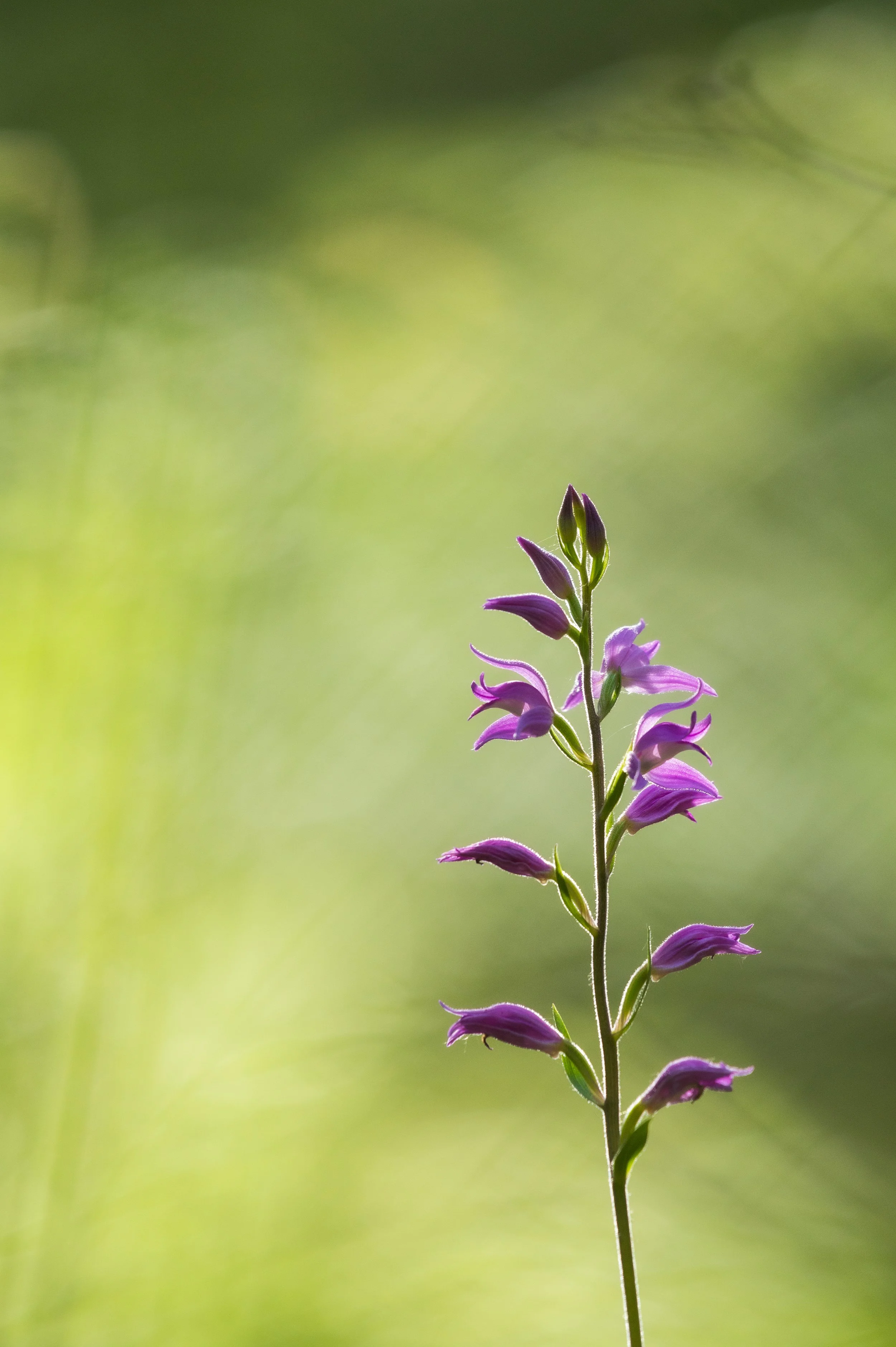 Violette Orchideenblüte auf grünem Hintergrund, Nahaufnahme.