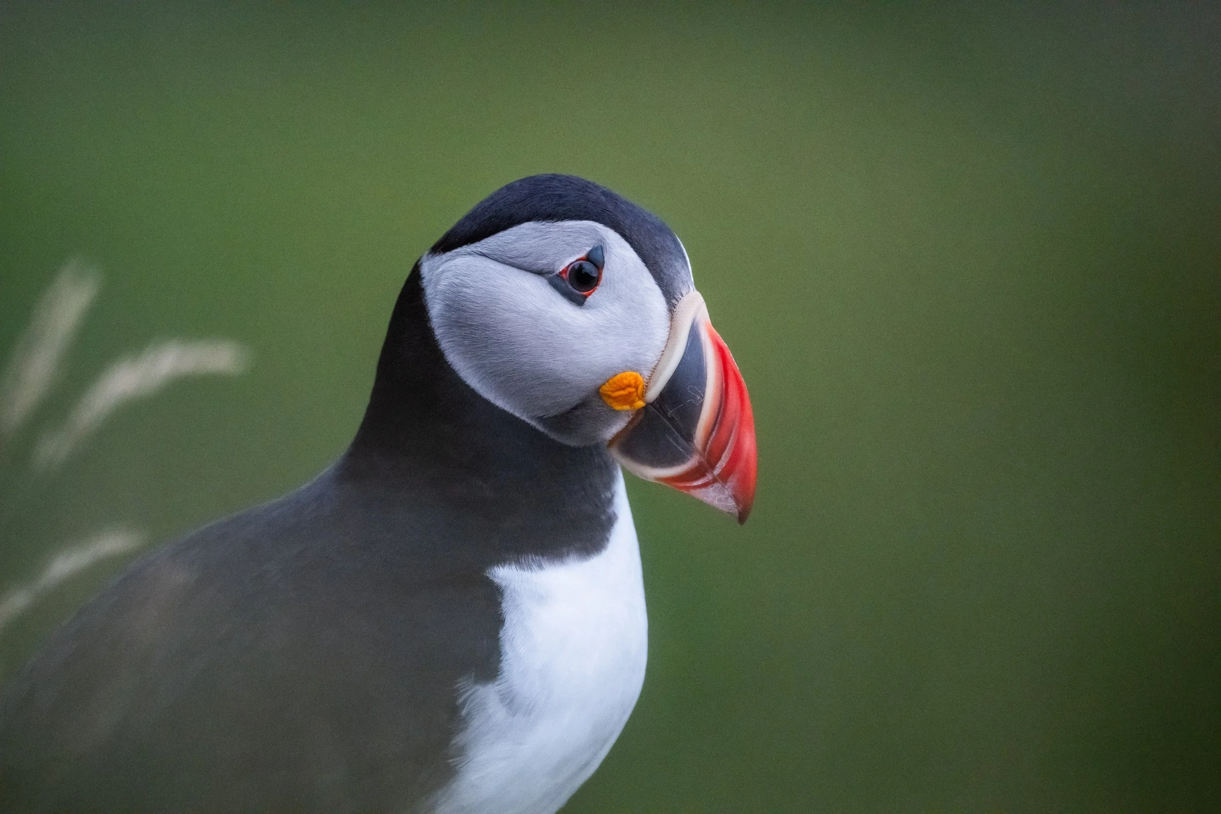 Papageientaucher mit buntem Schnabel vor unscharfem Hintergrund