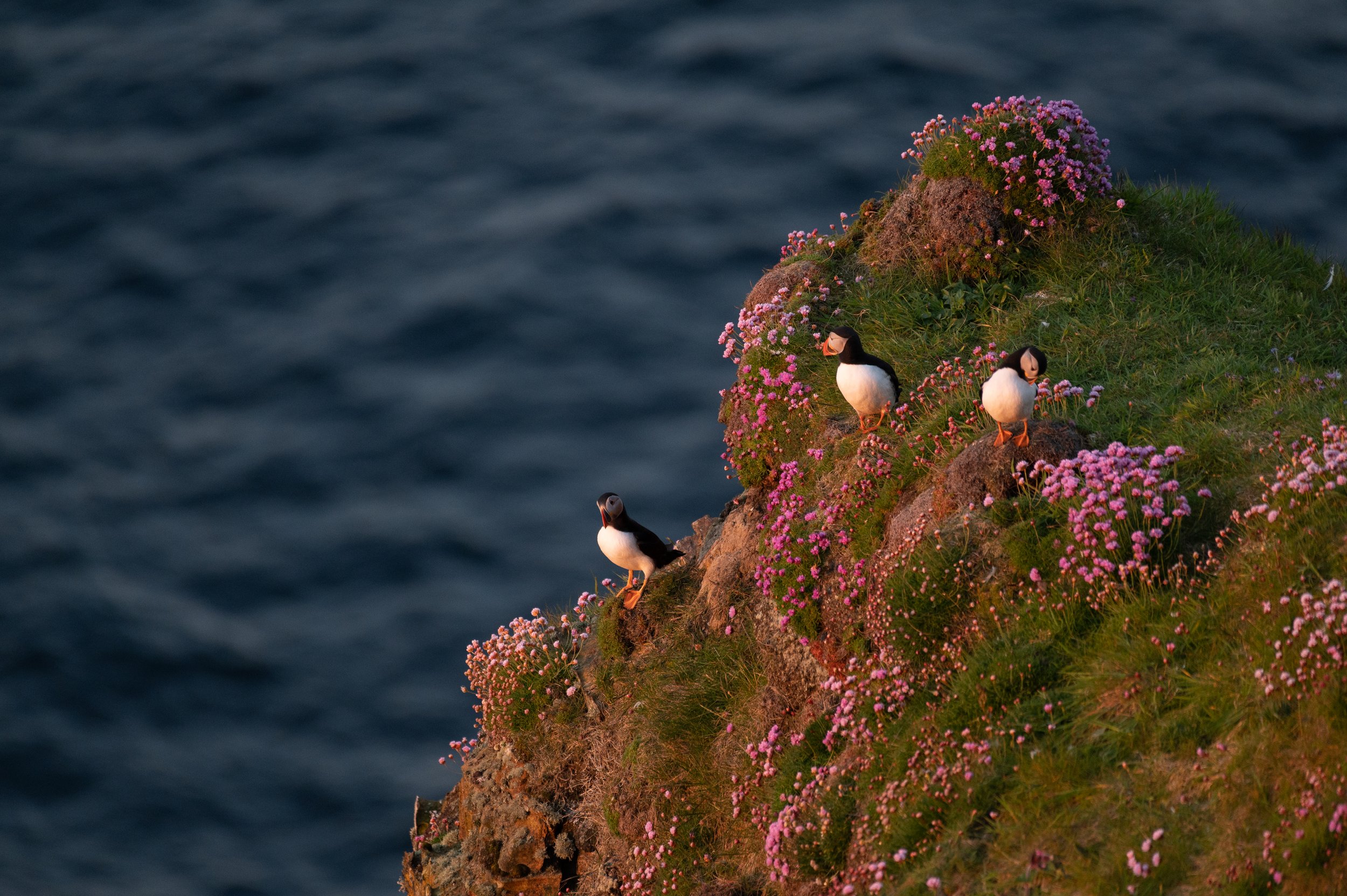 Drei Papageientaucher stehen auf einer mit rosa Blumen bewachsenen Klippe über dem Meer.