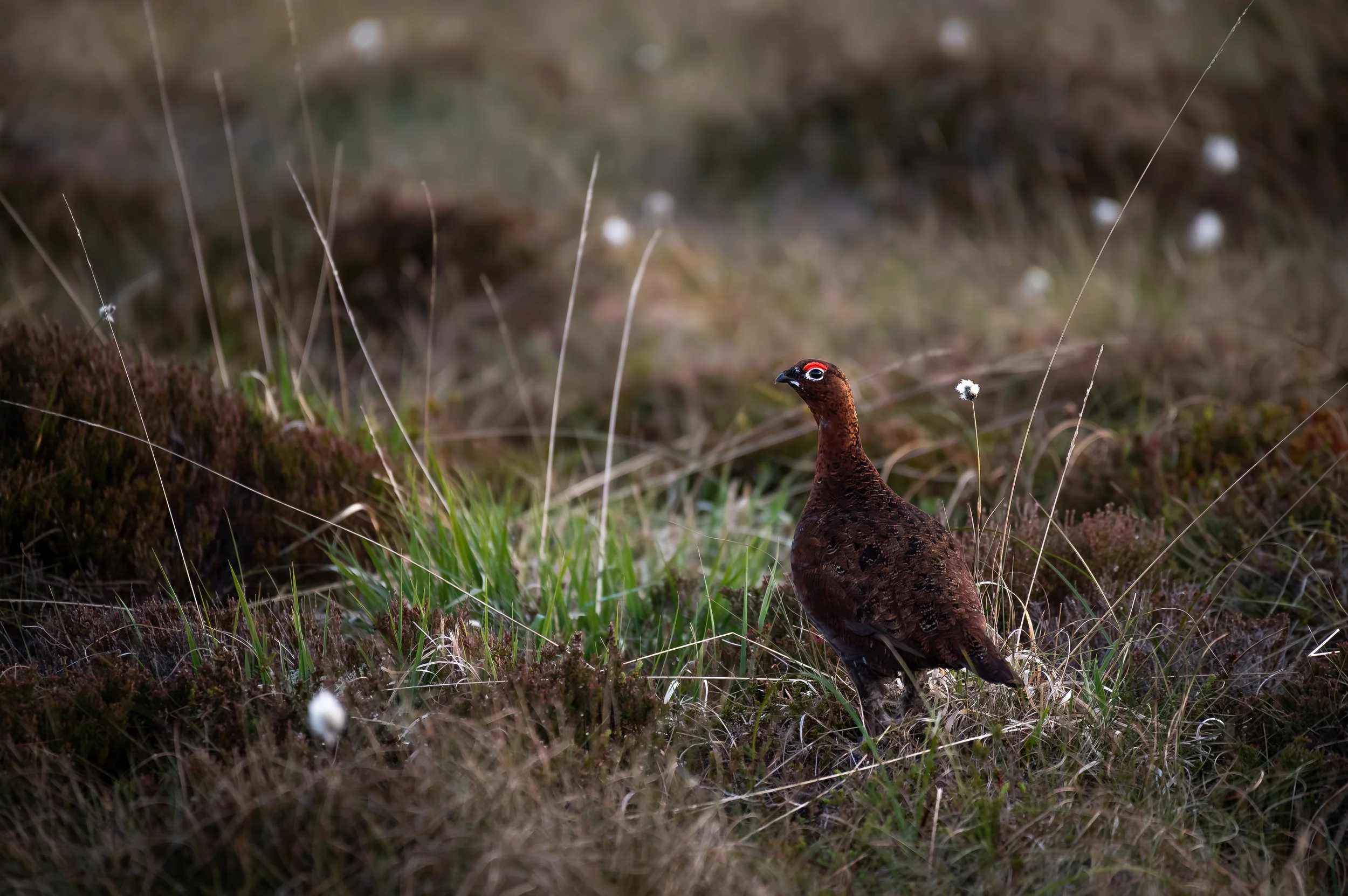 Ein Raufußhuhn auf einer moosigen Wiese mit Gras und kleinen Blumen.