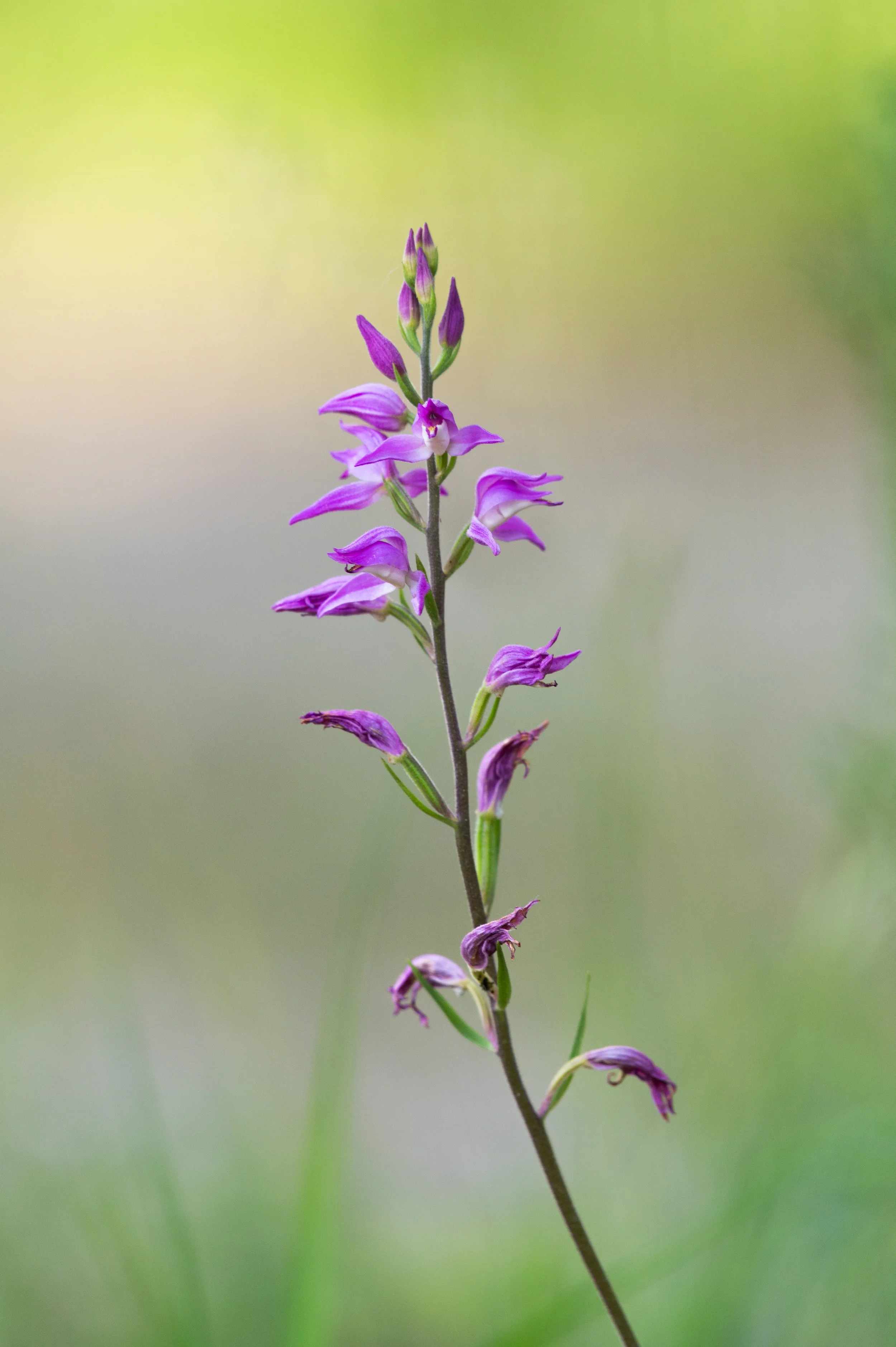 Lila Blume mit grünen Knospen auf unscharfem Hintergrund