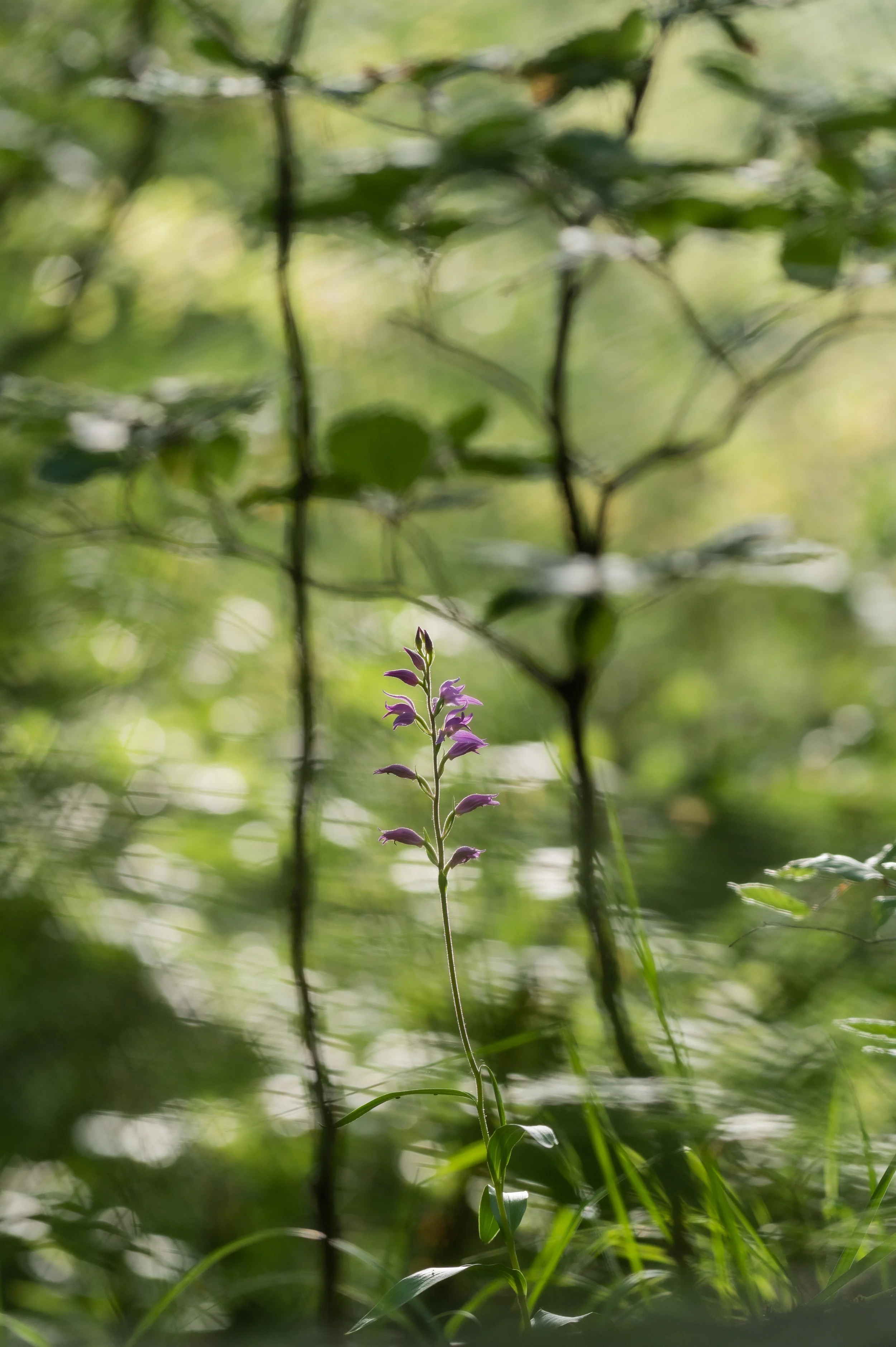 Lila Blume im grünen Wald im Sonnenlicht