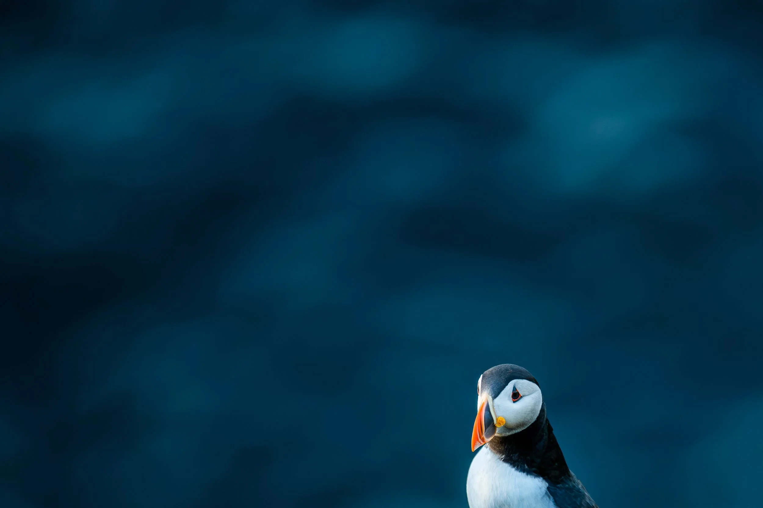 Papageitaucher vor verschwommenem blauen Hintergrund