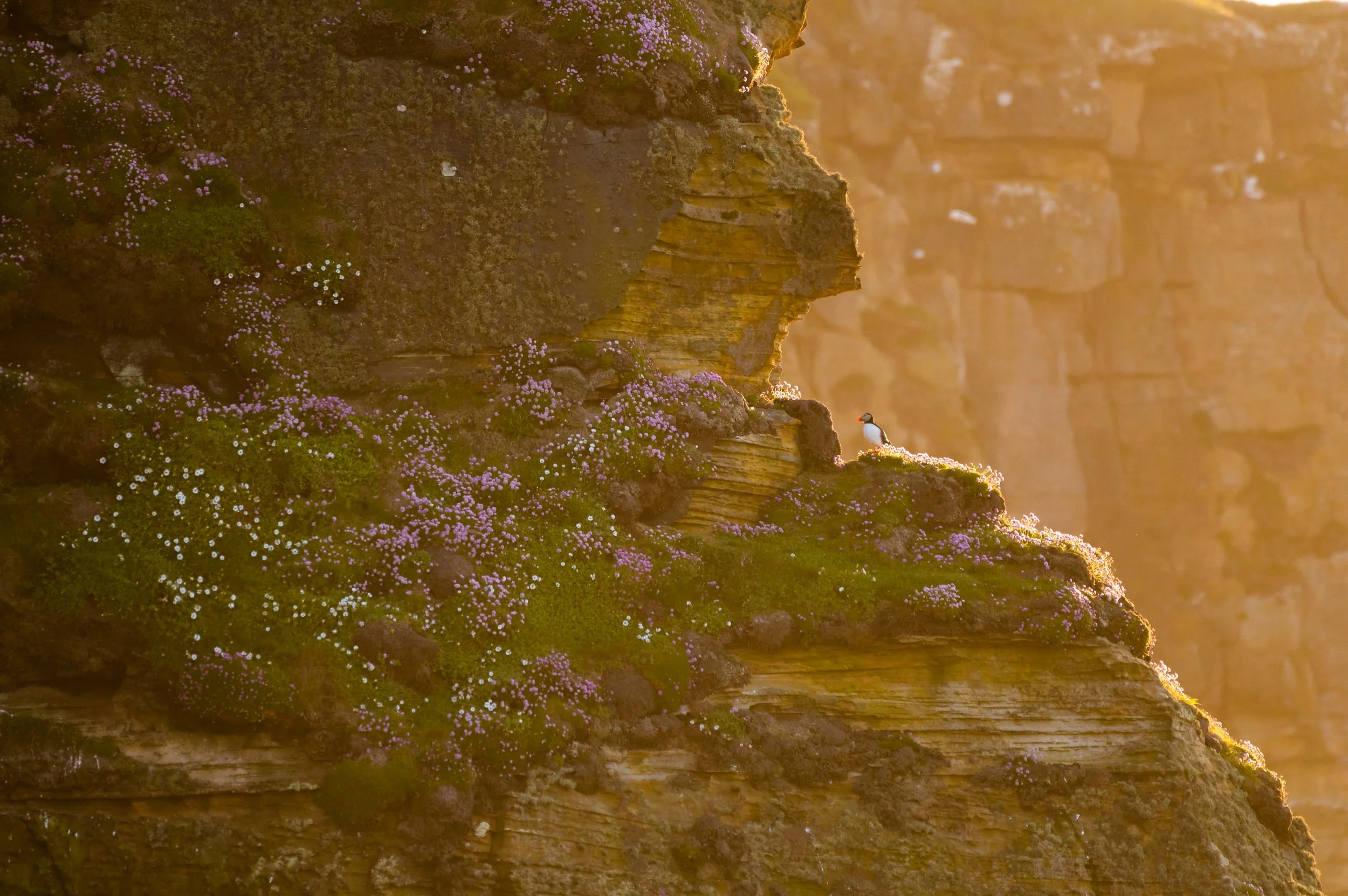 Felswand mit grüner Vegetation und Blüten, mit einem Papageientaucher an einem künstlerisch beleuchteten Ort.