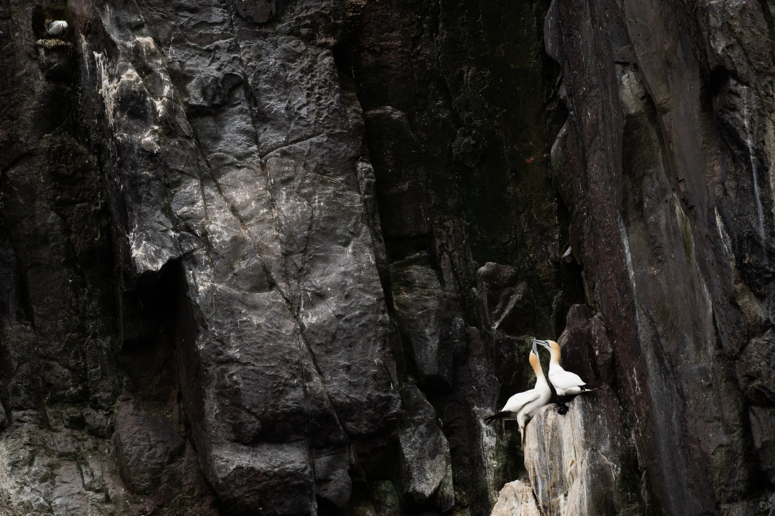 Drei Vögel auf einer steilen Klippe.