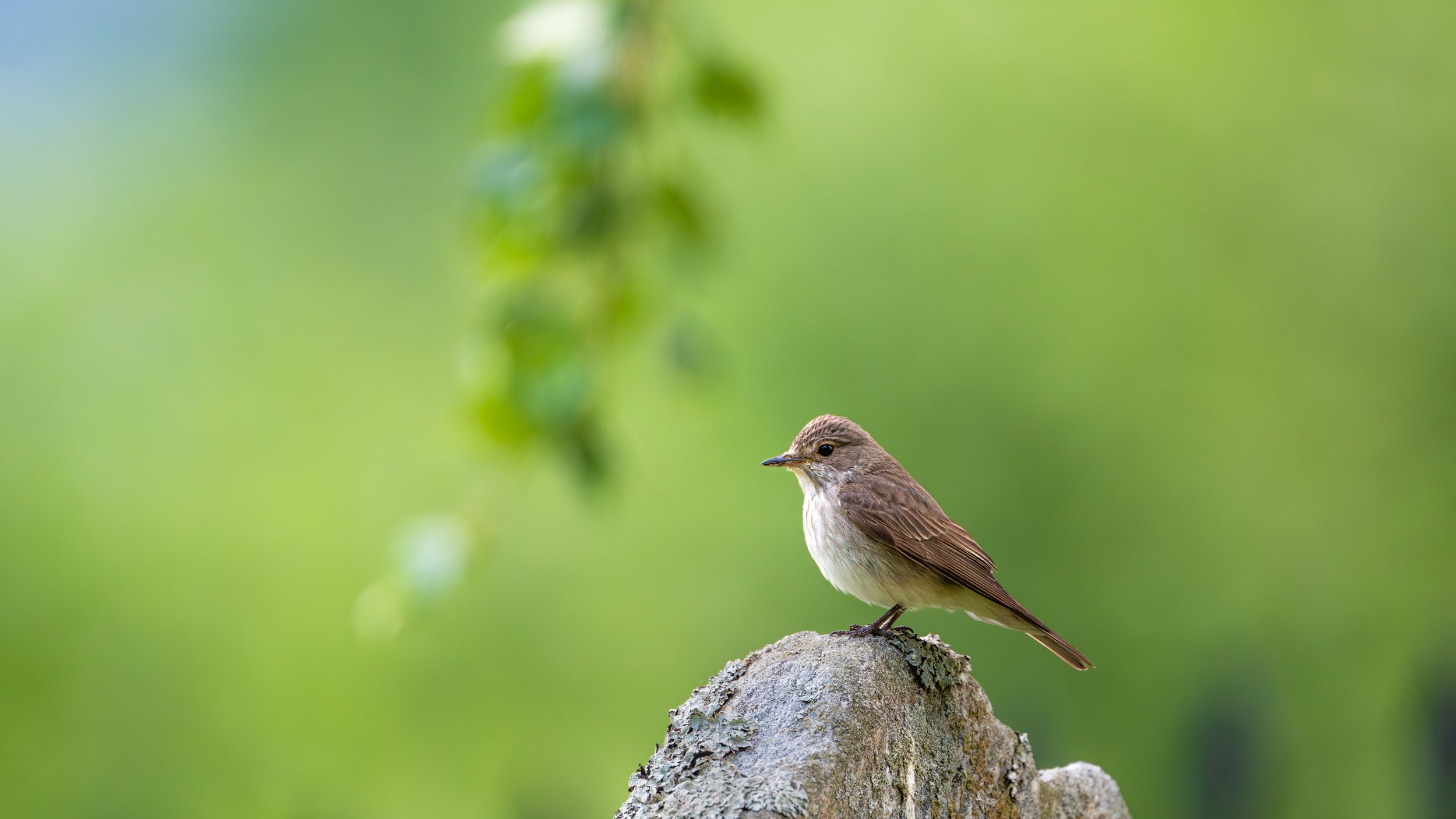 Ein kleiner brauner Vogel sitzt auf einem Ast mit unscharfem grünem Hintergrund.