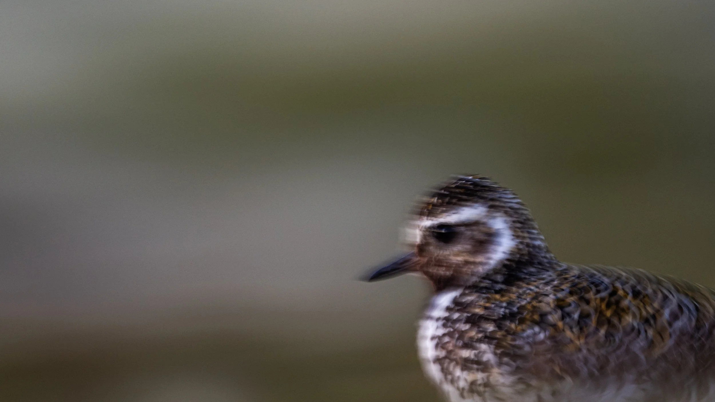 Verschwommenes Bild eines Vogels in Naturlandschaft