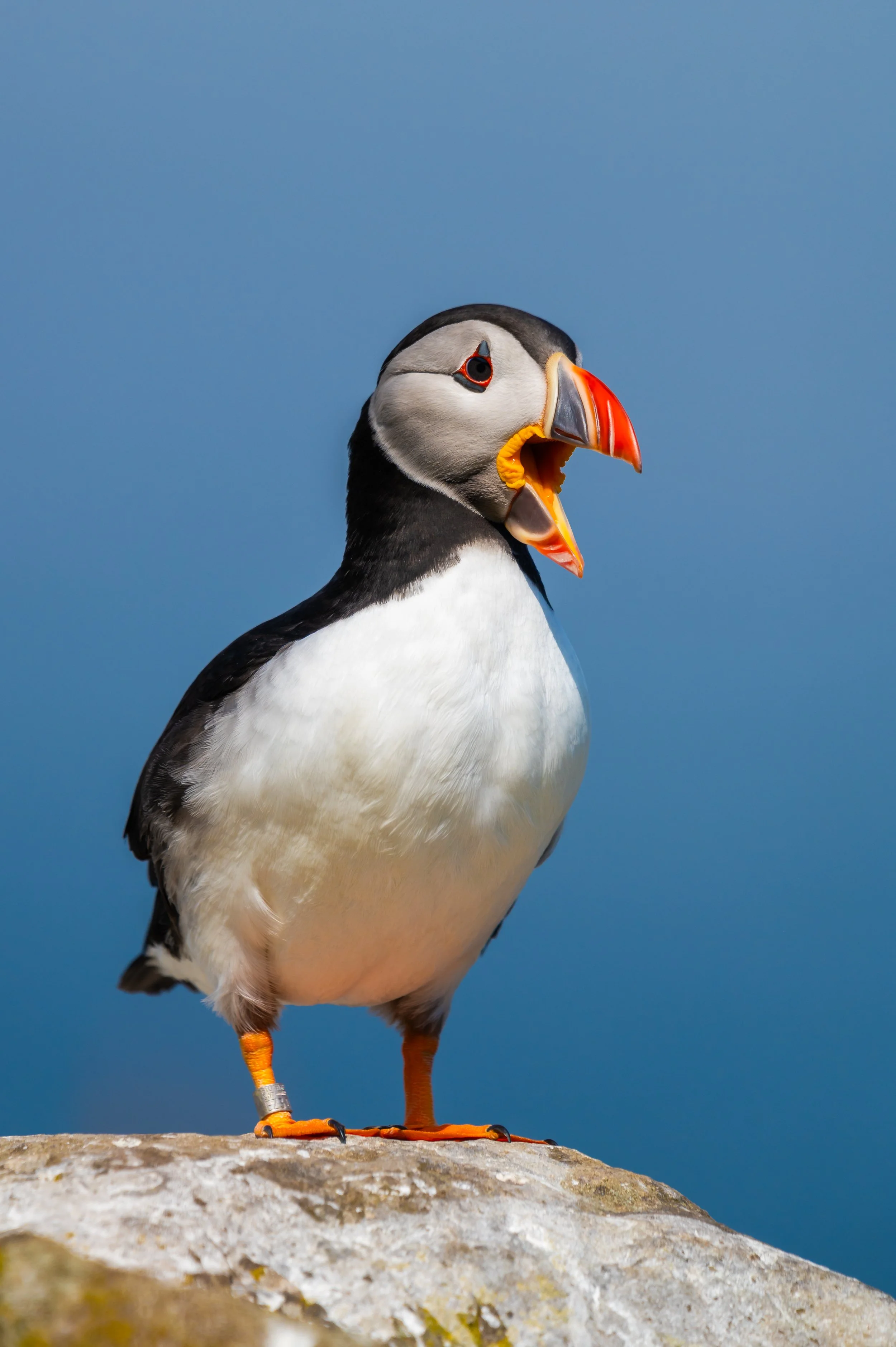 Papageientaucher stehend auf einem Felsen, blauer Himmel im Hintergrund.