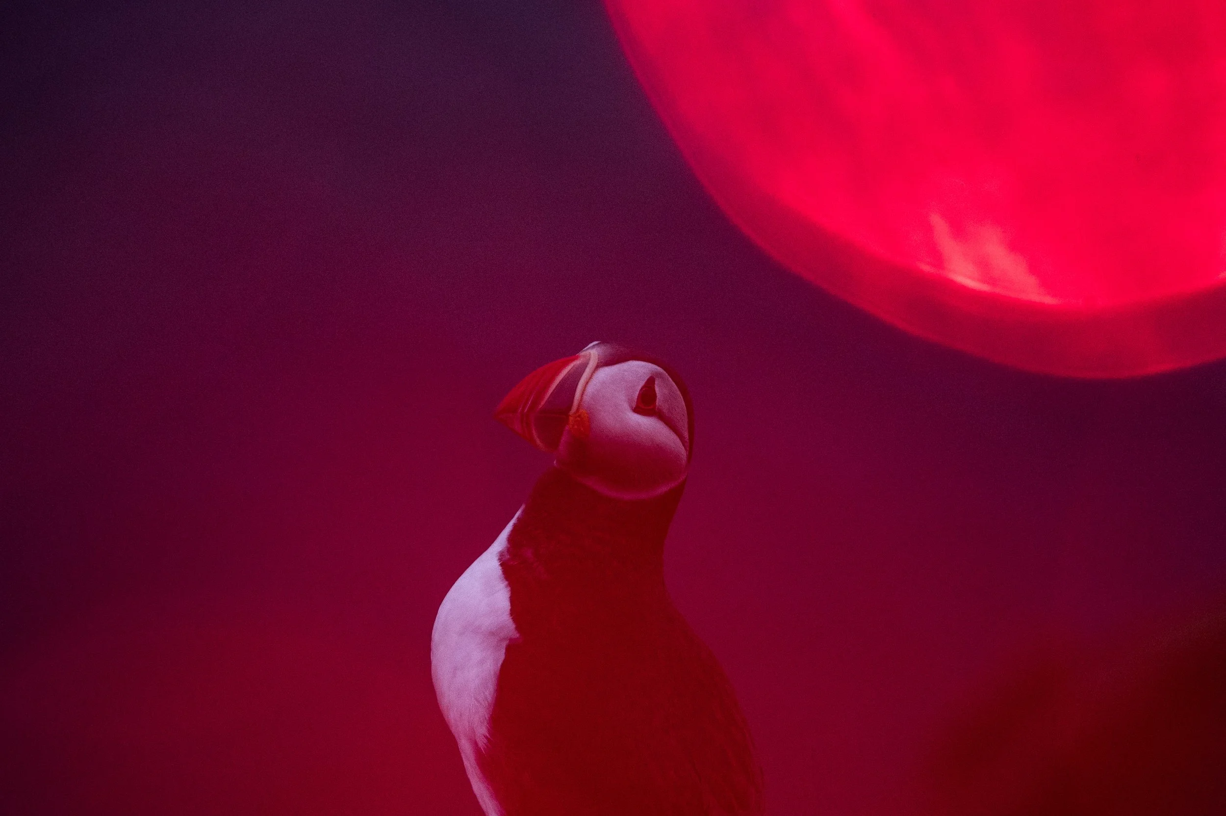 Papageitaucher vor rotem Hintergrund