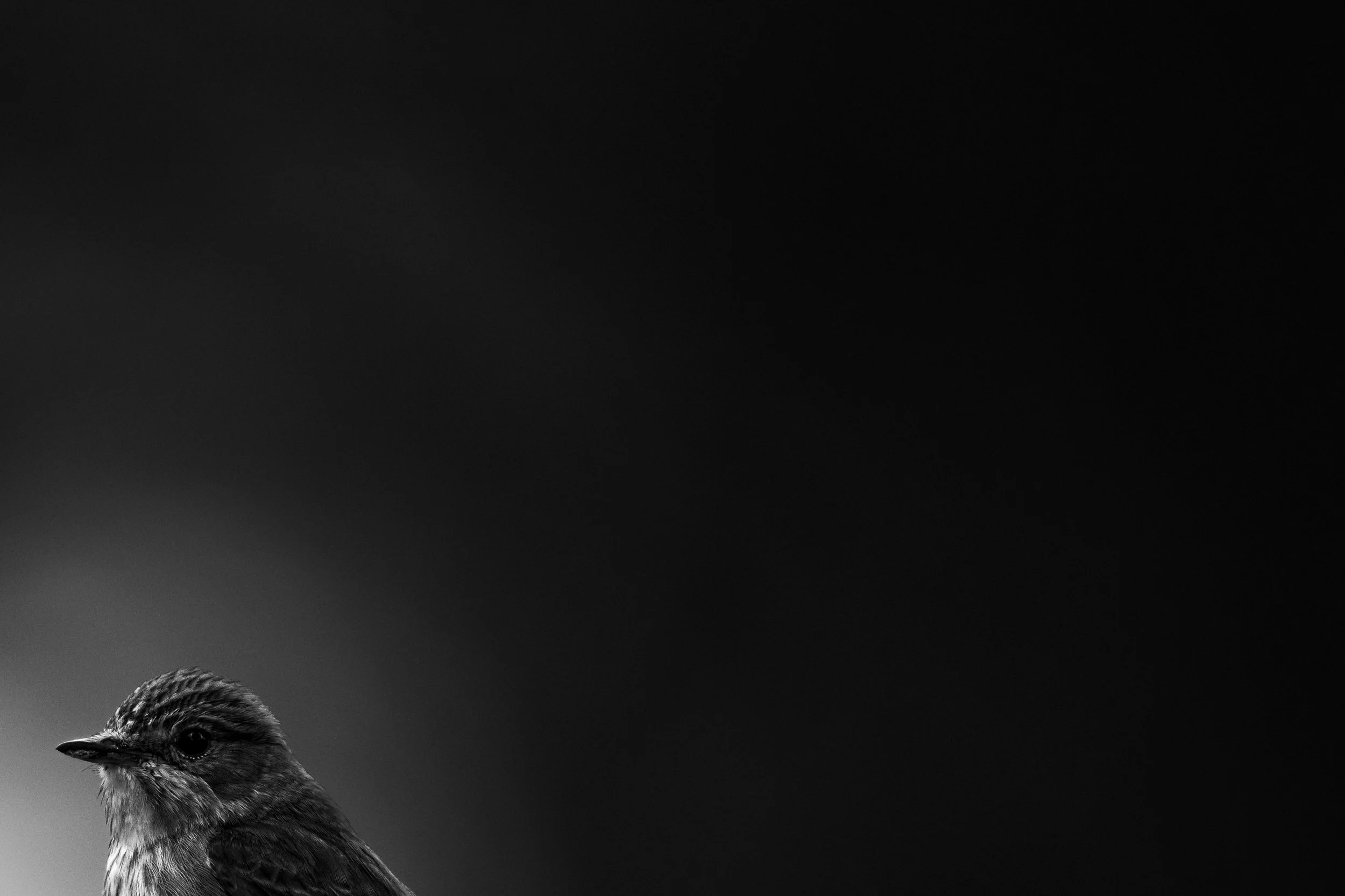 Schwarzweiß-Foto eines kleinen Vogels gegen einen dunklen Hintergrund, der nach links schaut.