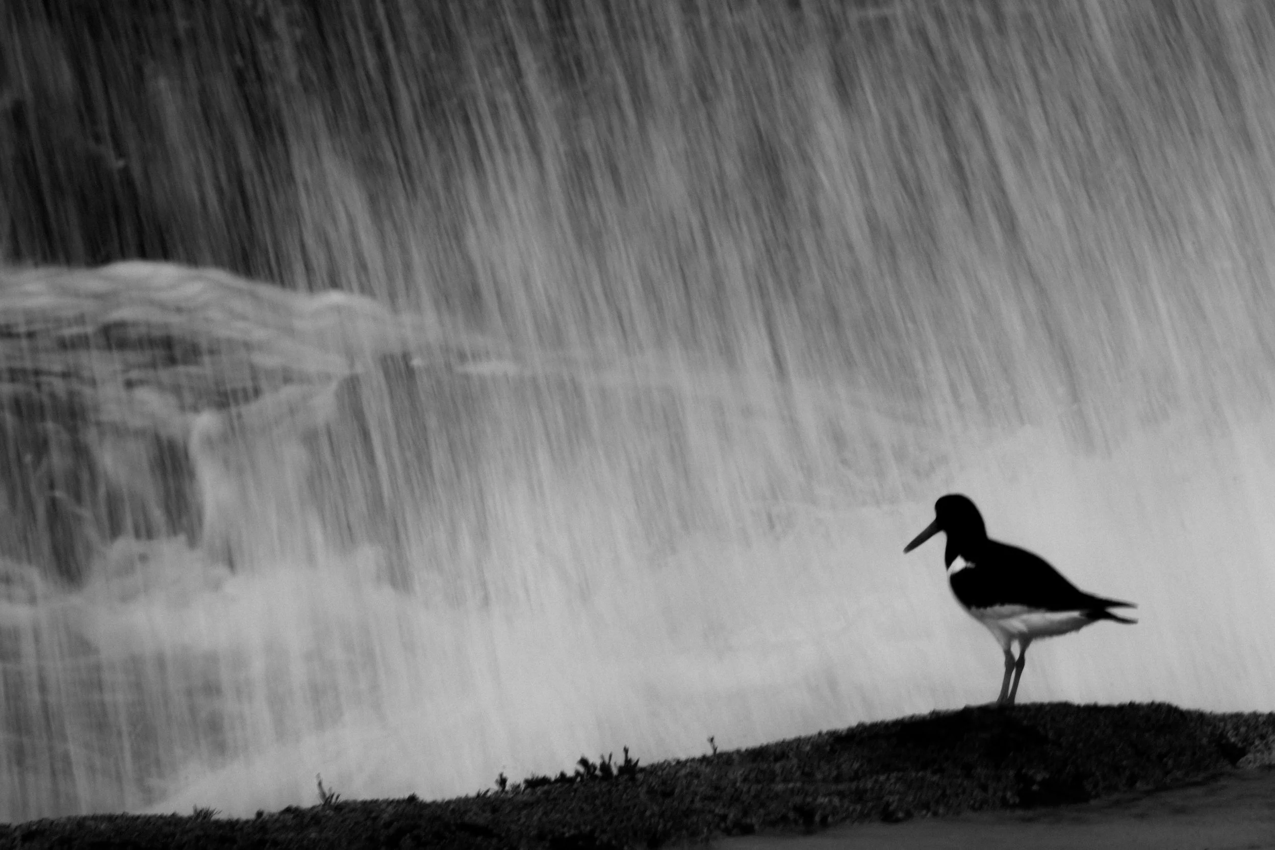 Vogel vor Wasserfall in Schwarz-Weiß-Bild