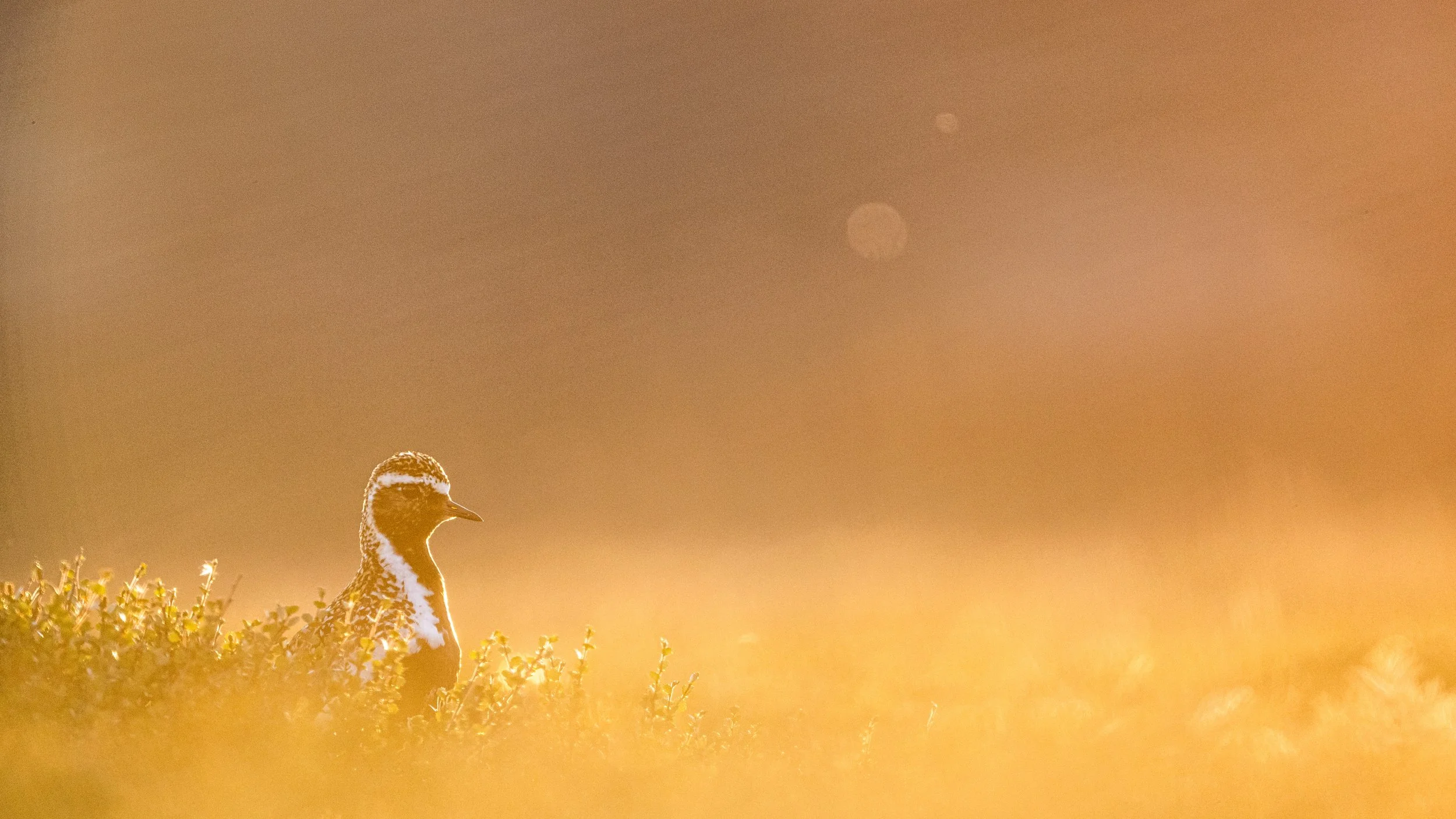 Goldregenpfeifer in goldener Abendsonne im Feld