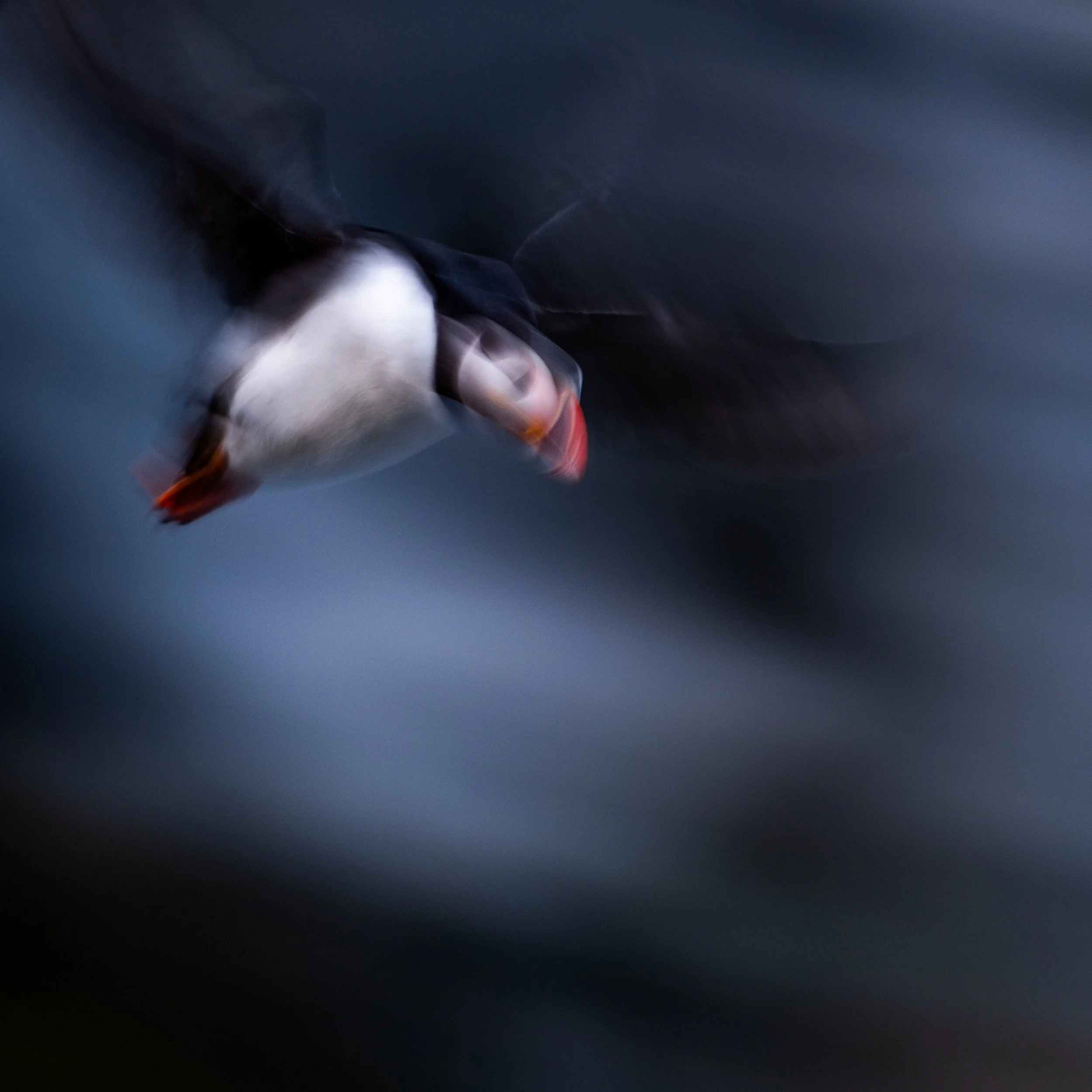 Ein unscharfer Papageientaucher im Flug, mit verschwommenen Details, vor einem dunklen Hintergrund.