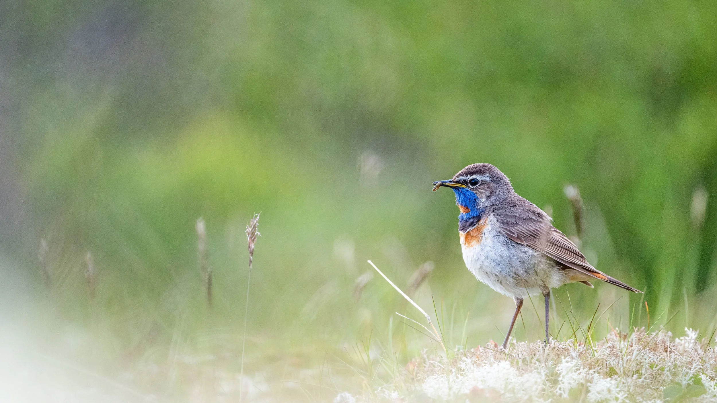 Vogel mit blauem Brustfleck im Gras