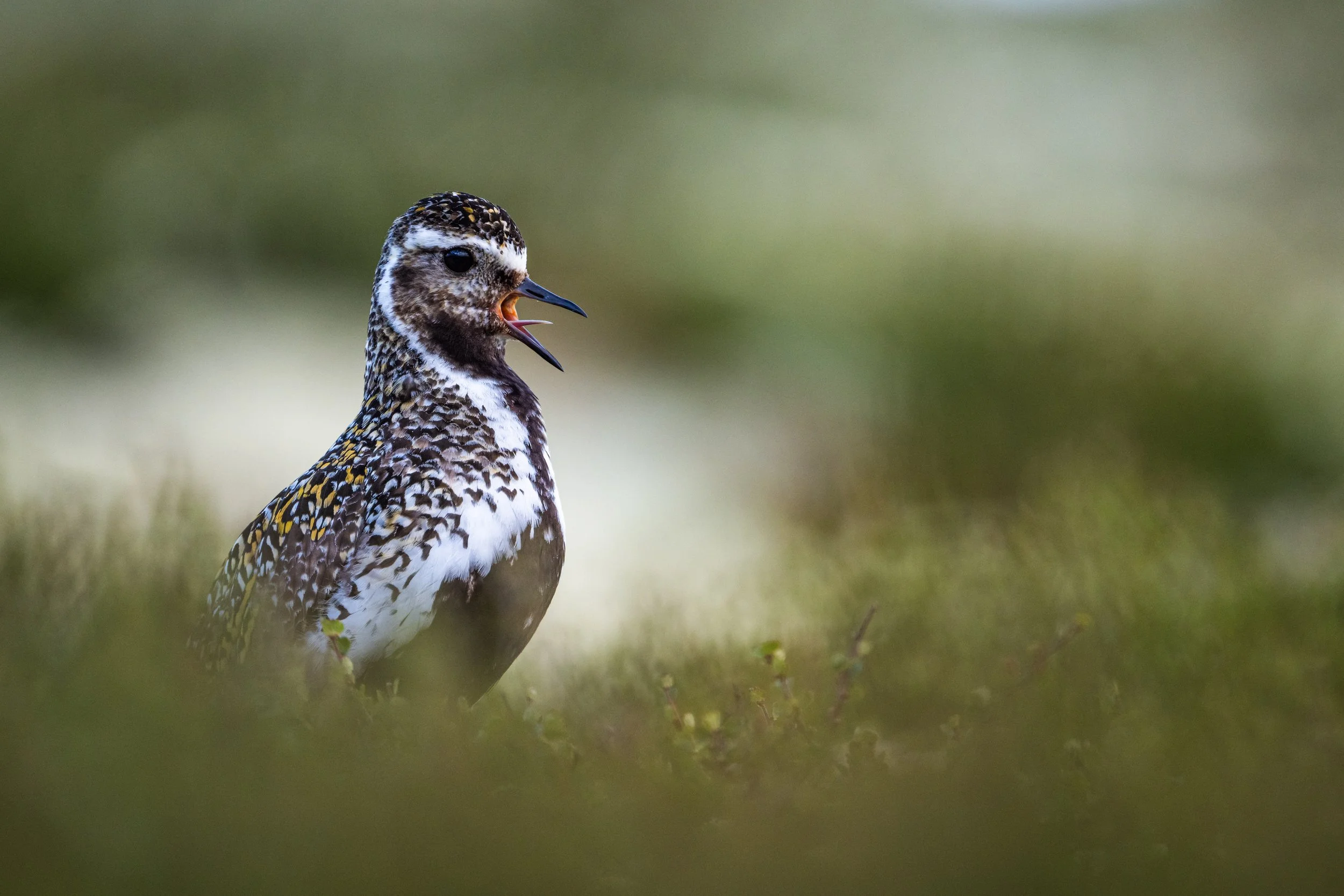 Ein Vogel mit schwarz-weiß gemustertem Gefieder und einem geöffneten Schnabel steht im Gras mit unscharfem Hintergrund.