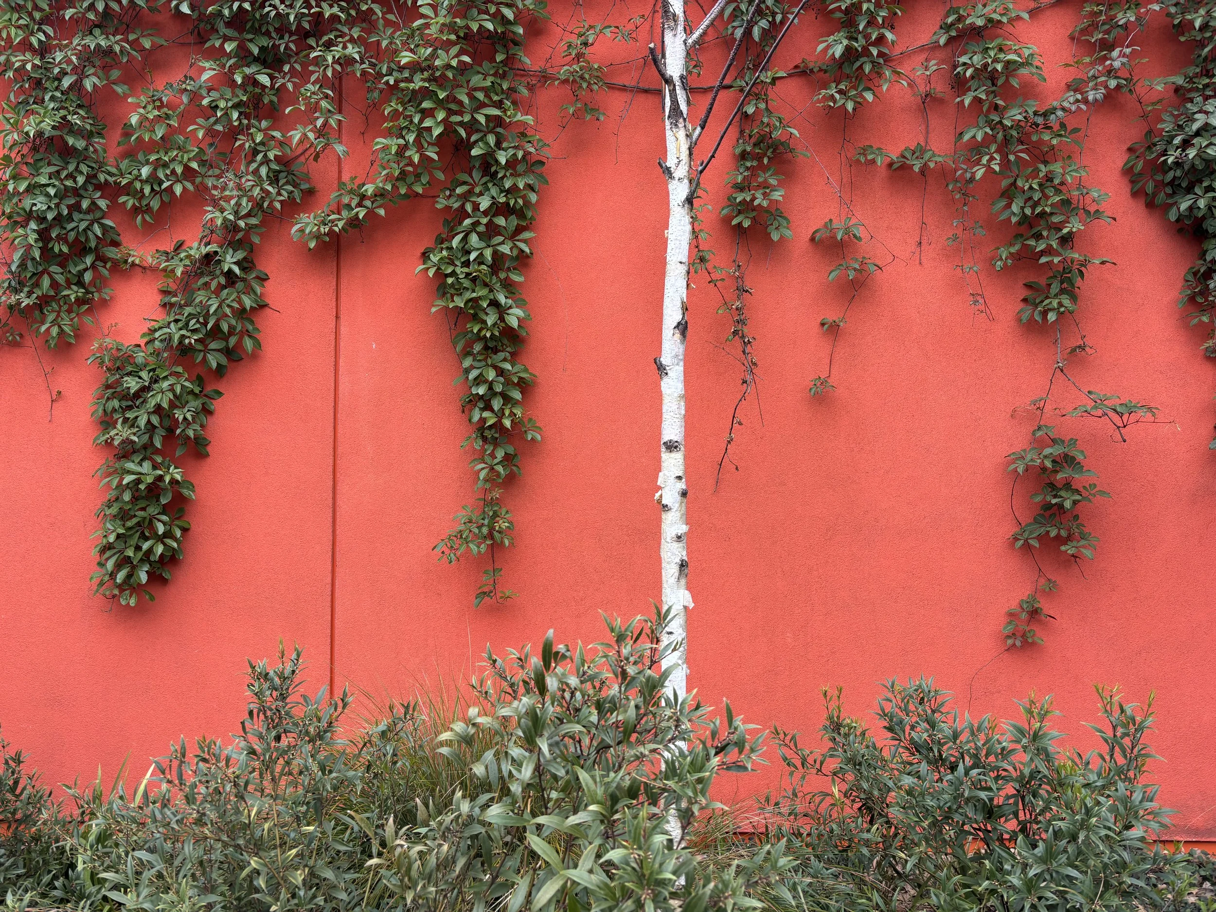 Orange Wall and Birch .jpeg