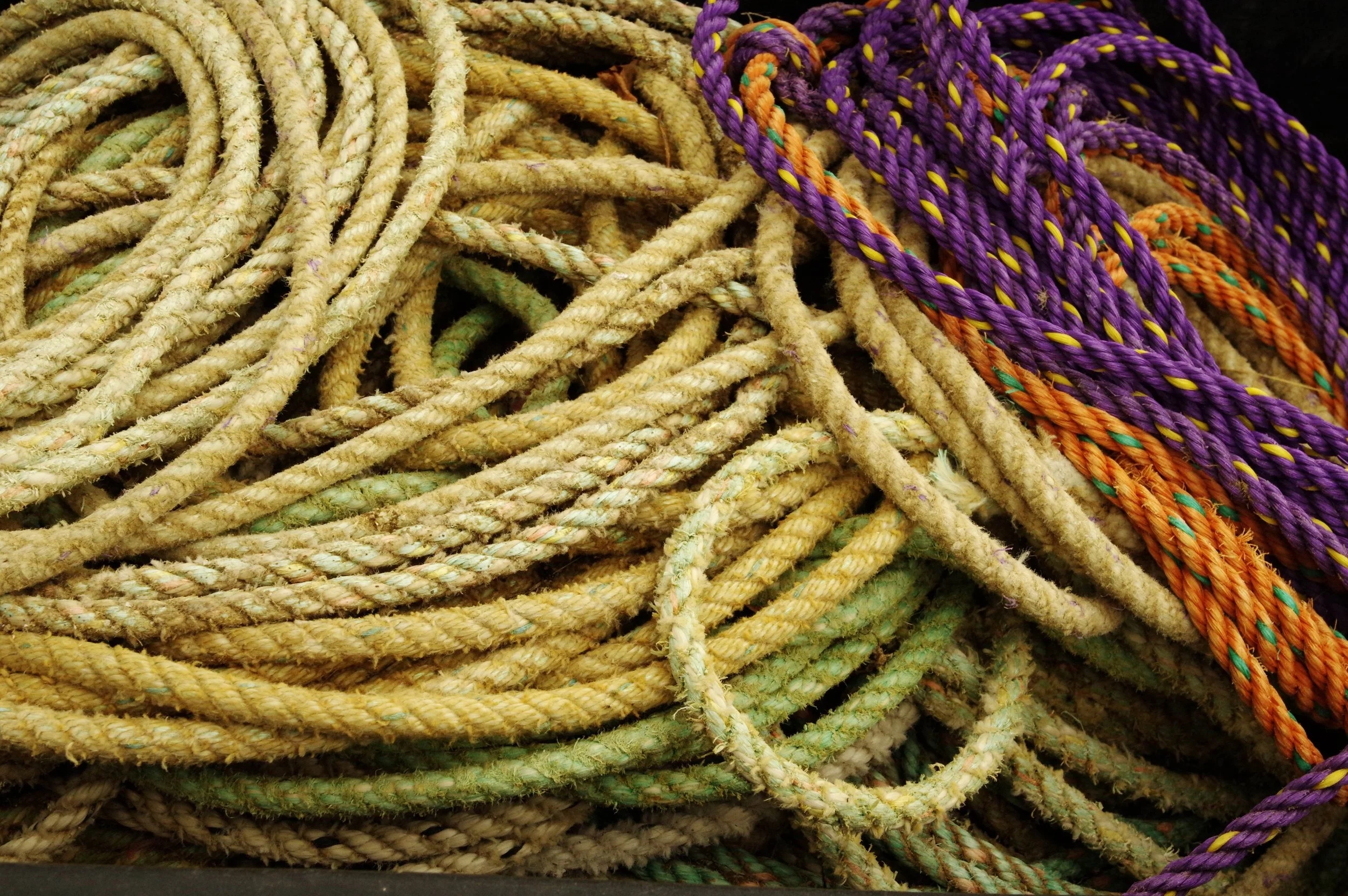 Ropes with Purple.jpeg