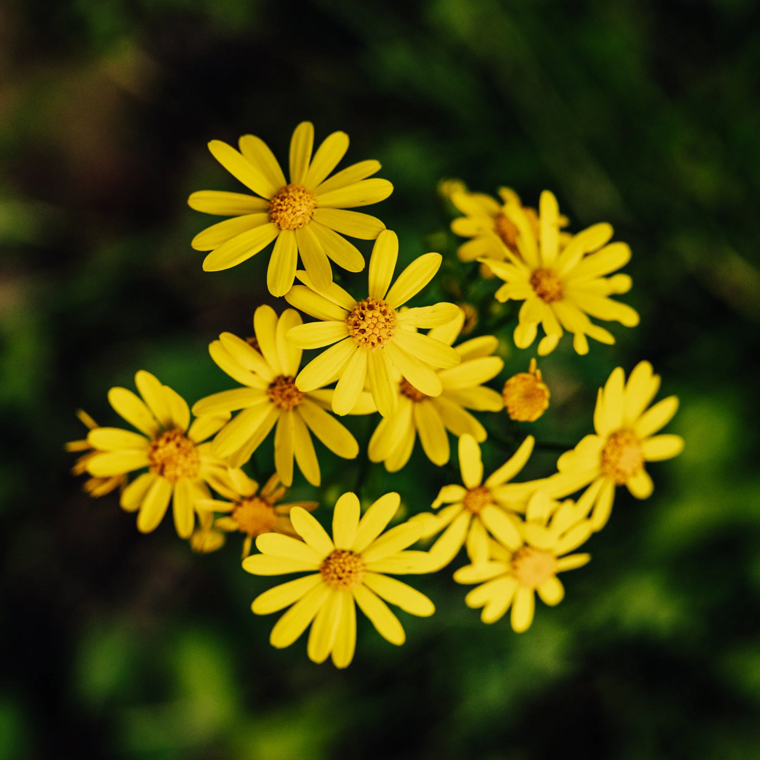 Spring Sitka Cover-10.jpg