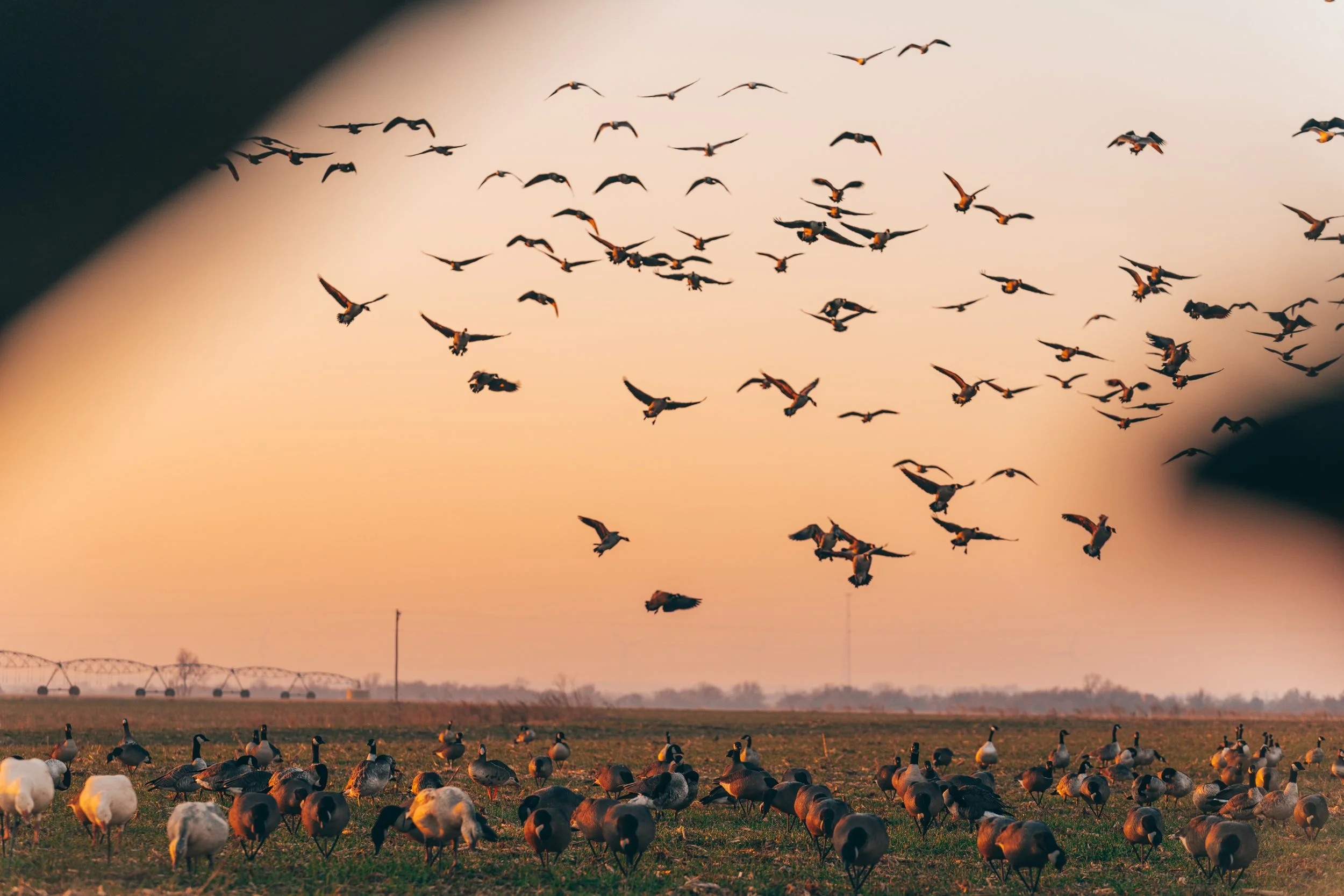 FOWL CO WEBSITE-17.jpg