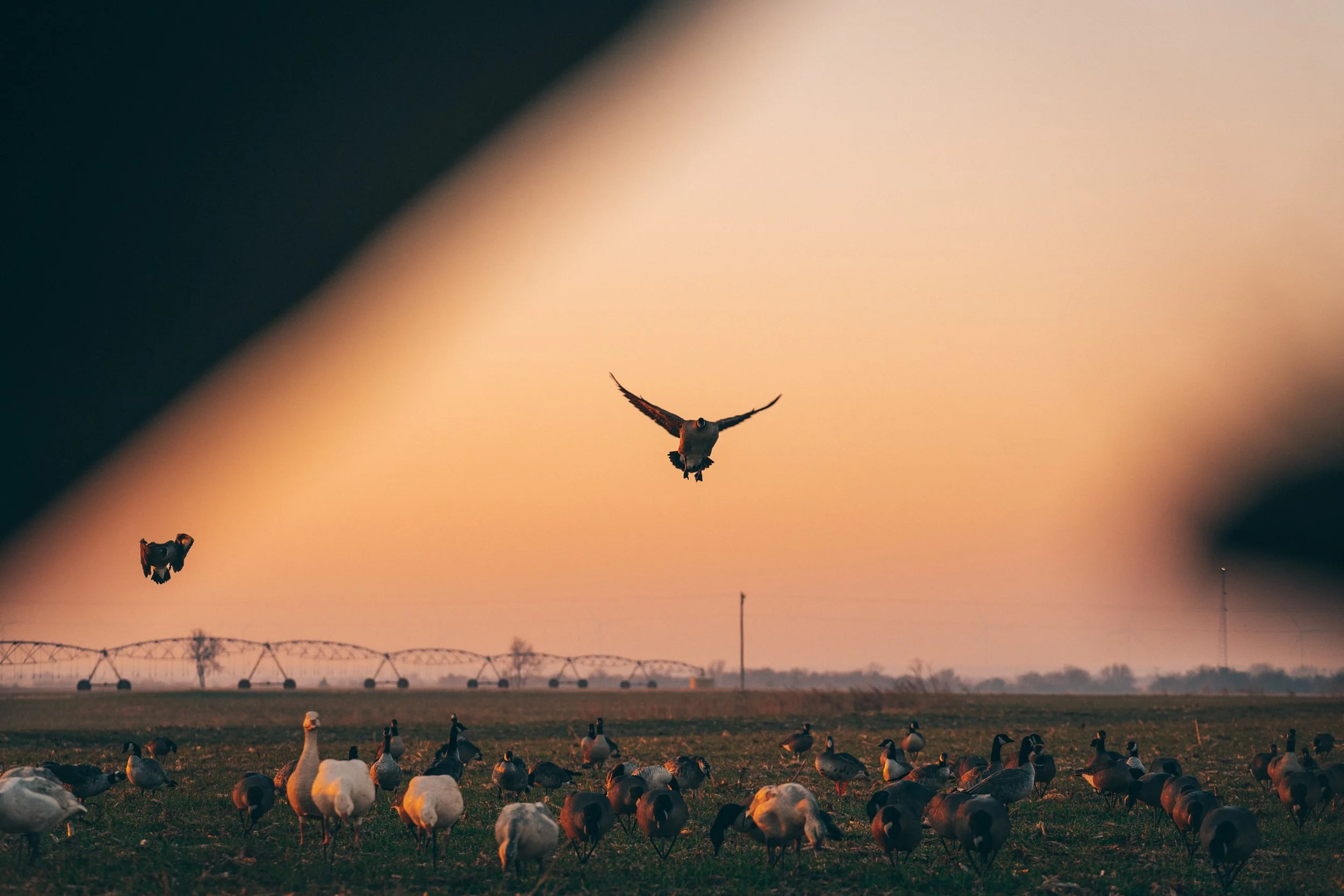 FOWL CO WEBSITE-18.jpg