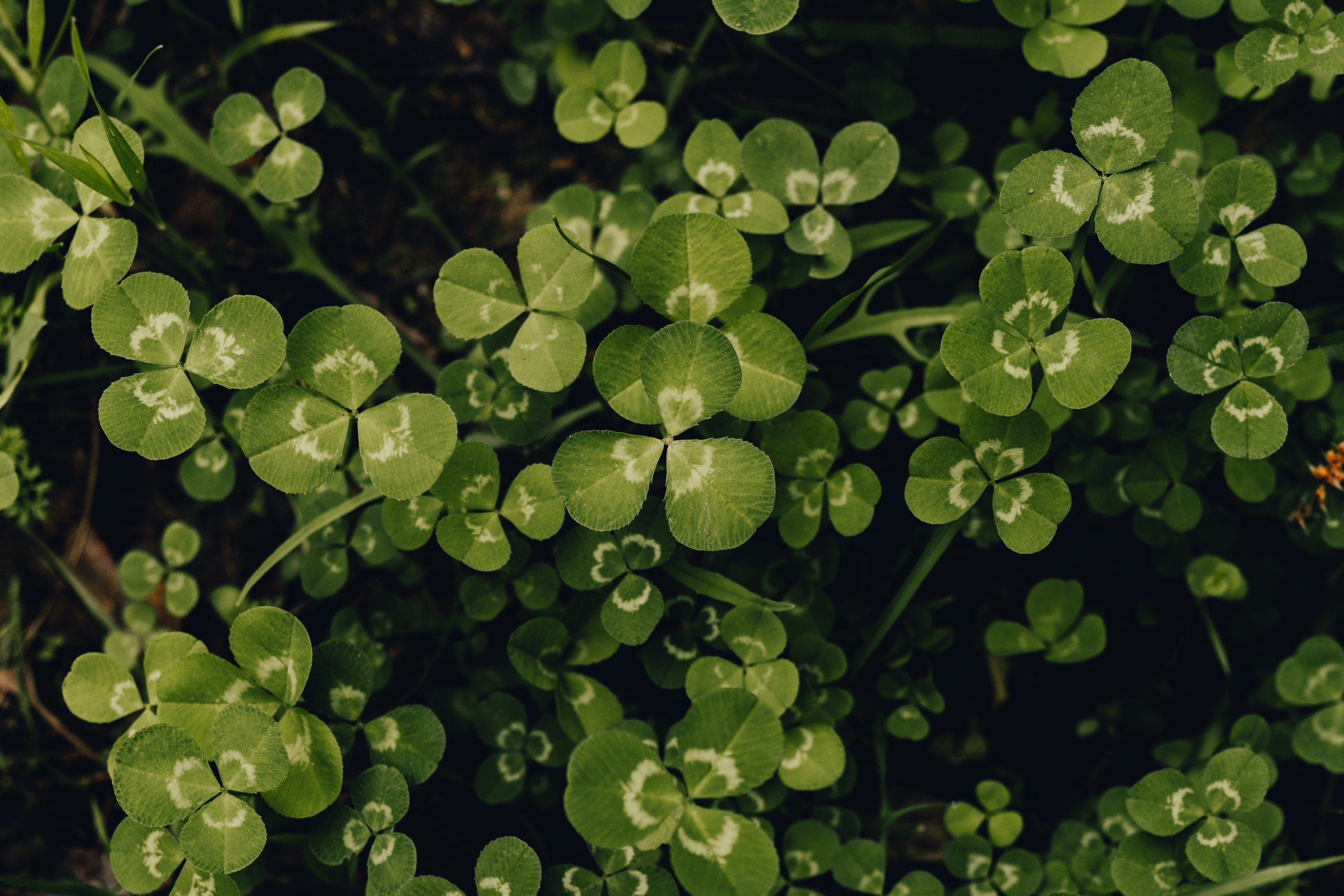 Spring Sitka Cover-14.jpg
