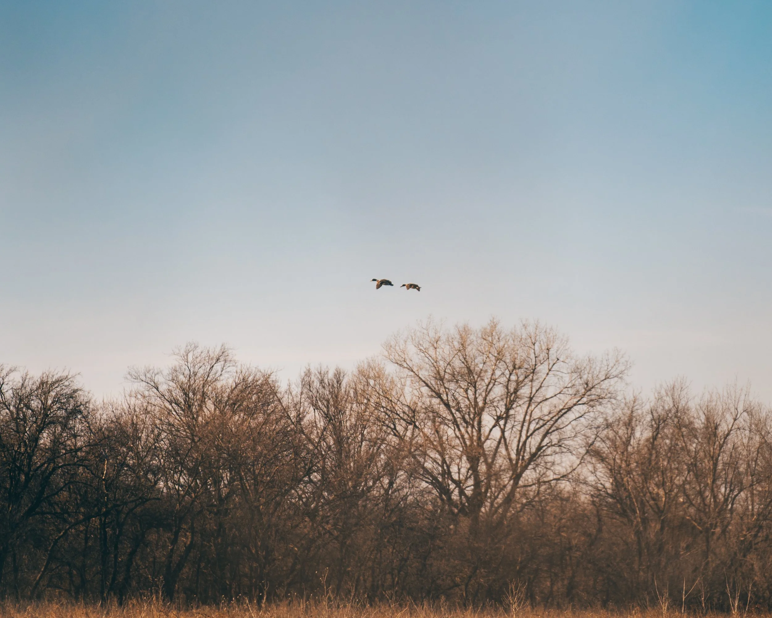 FOWL CO WEBSITE-10.jpg