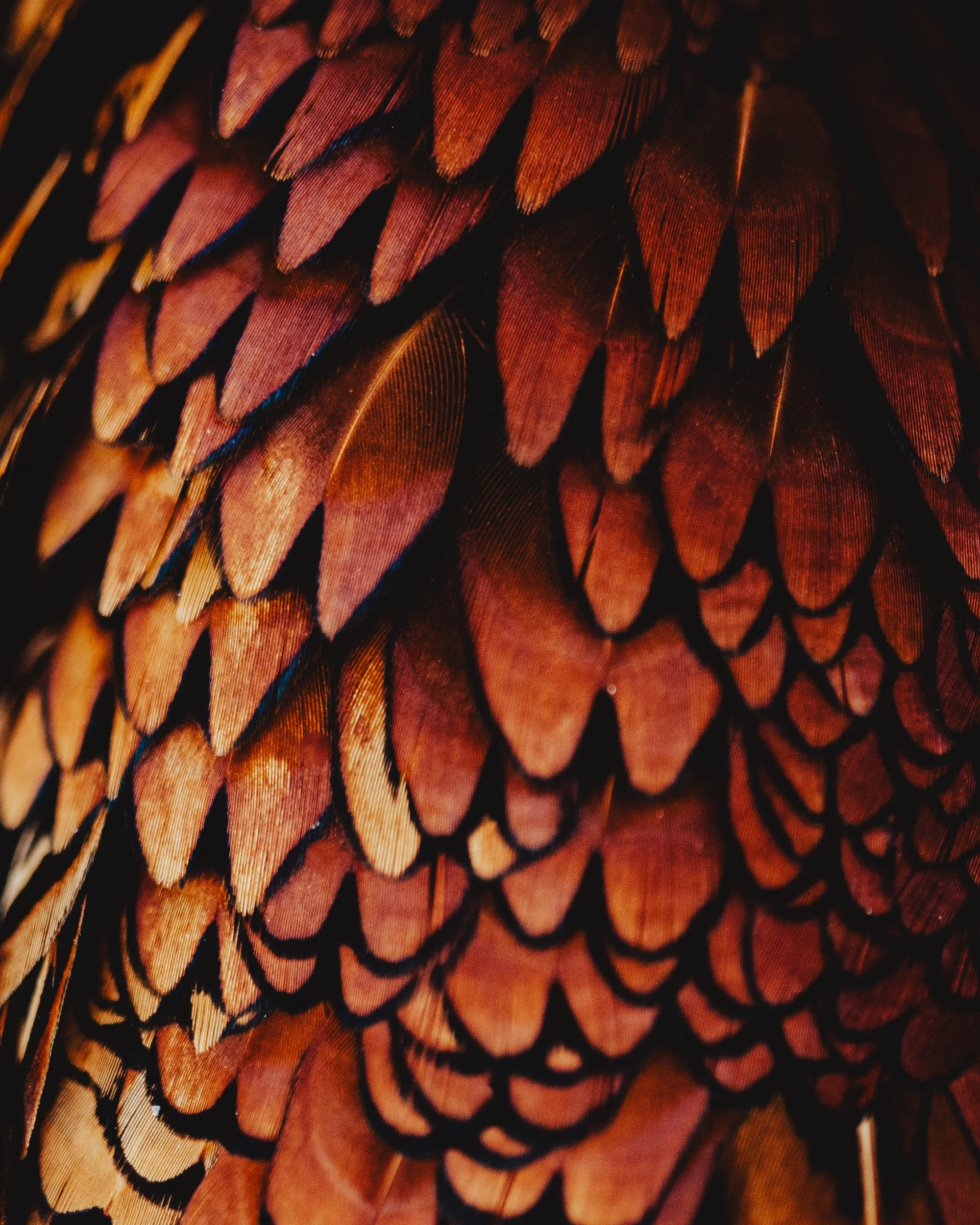 FOWL CO WEBSITE-6.jpg