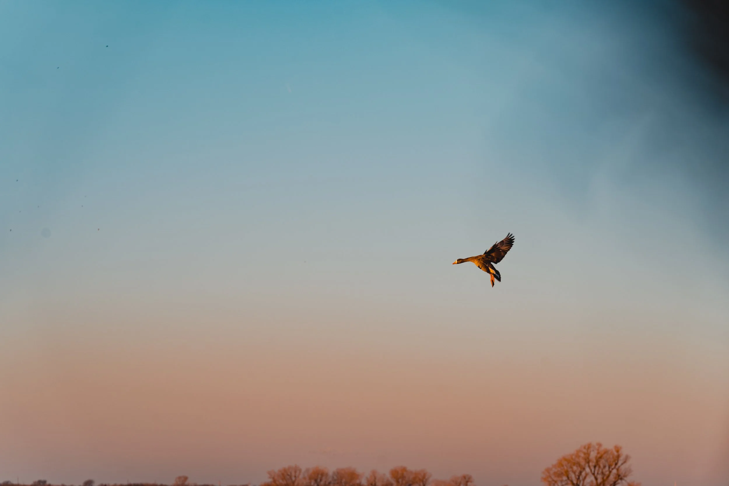 FOWL CO WEBSITE-20.jpg