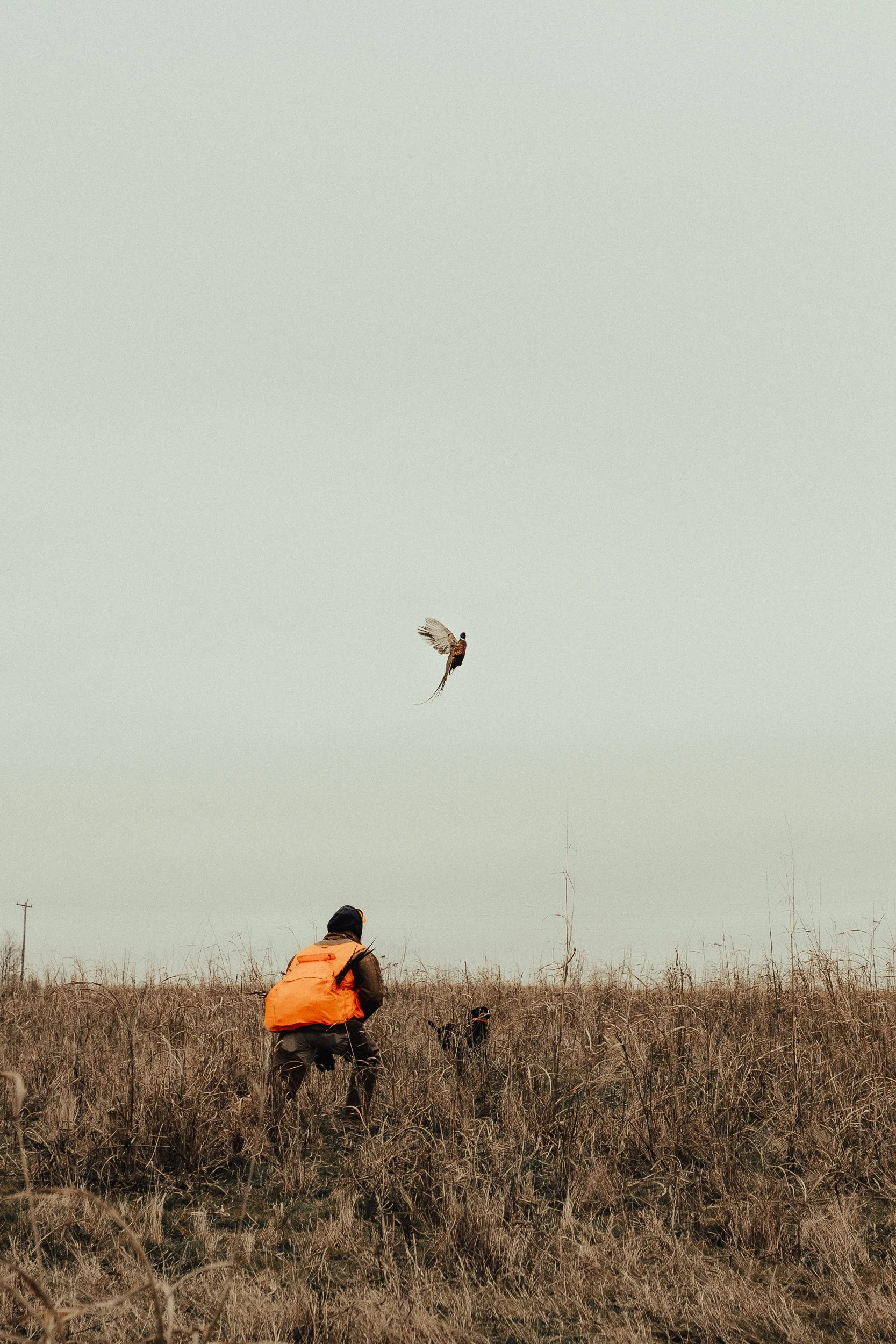 FOWL CO WEBSITE-5.jpg
