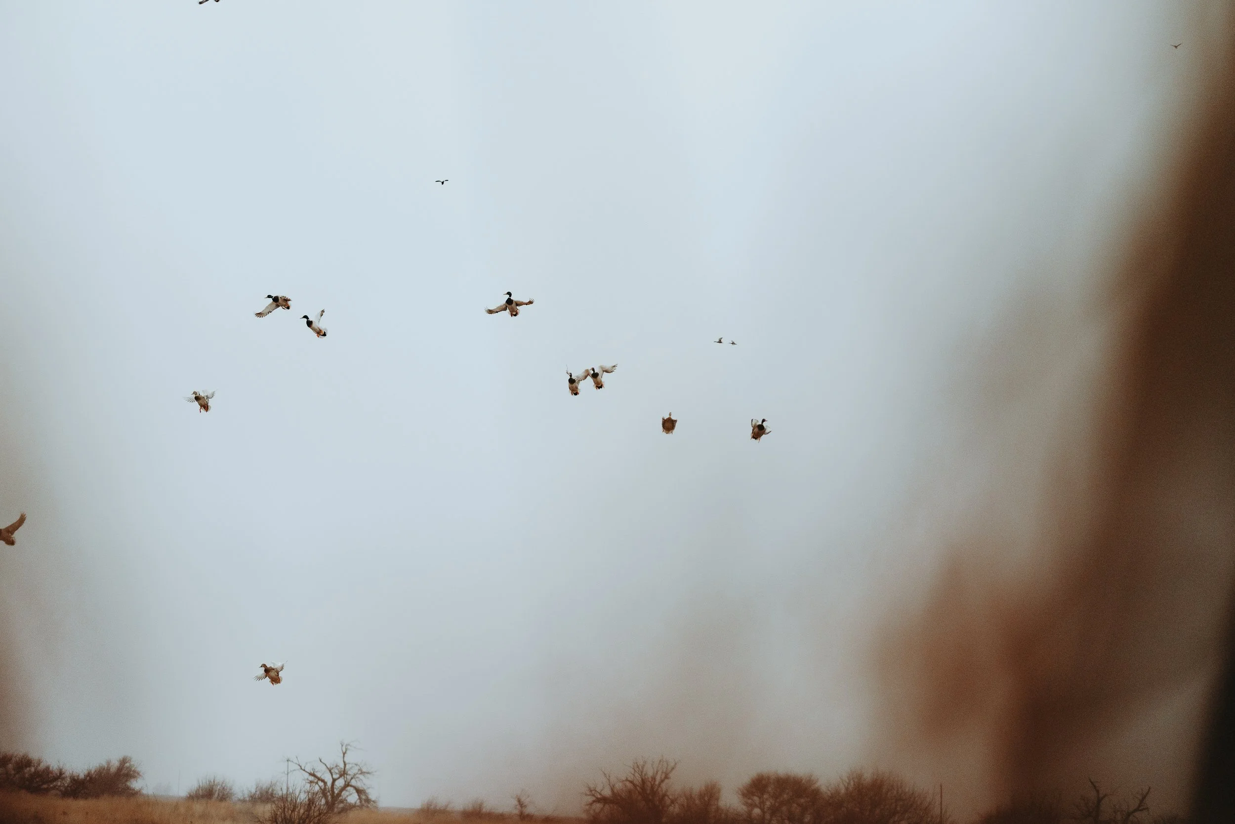 FOWL CO WEBSITE-12.jpg