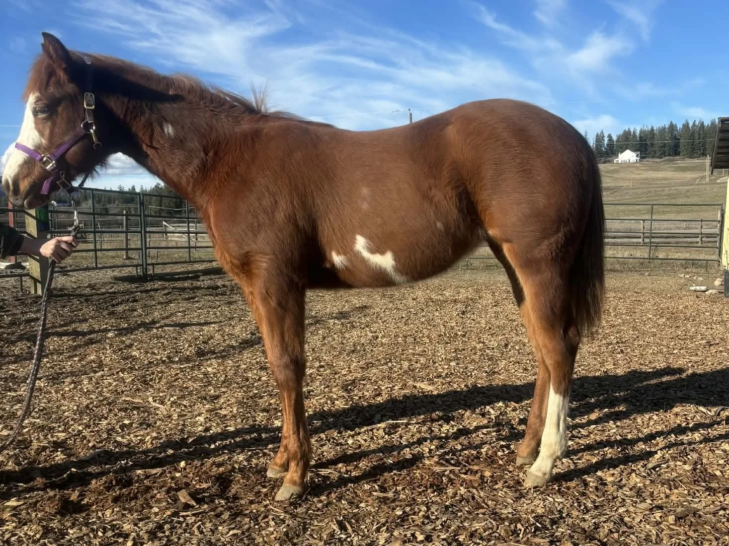 My Chips R Desirable