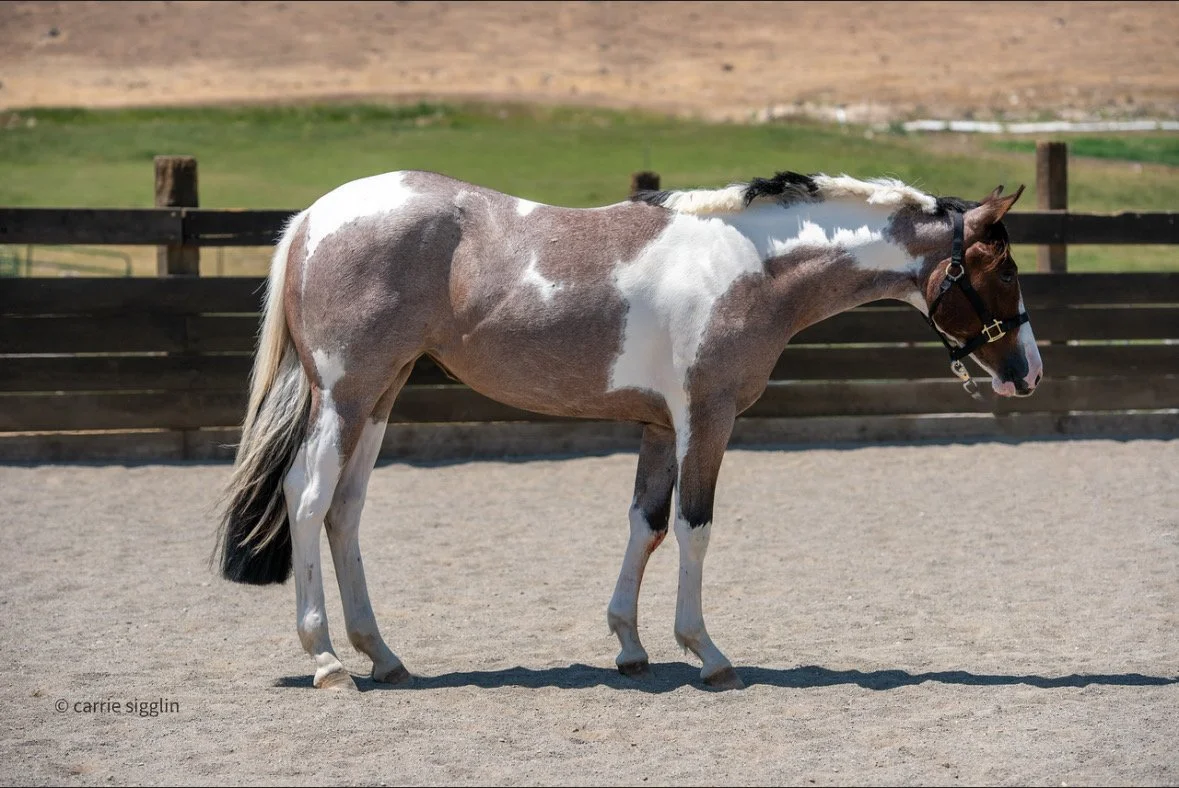 A paint horse standing on a sandy paddock with a wooden fence and green grass in the background.