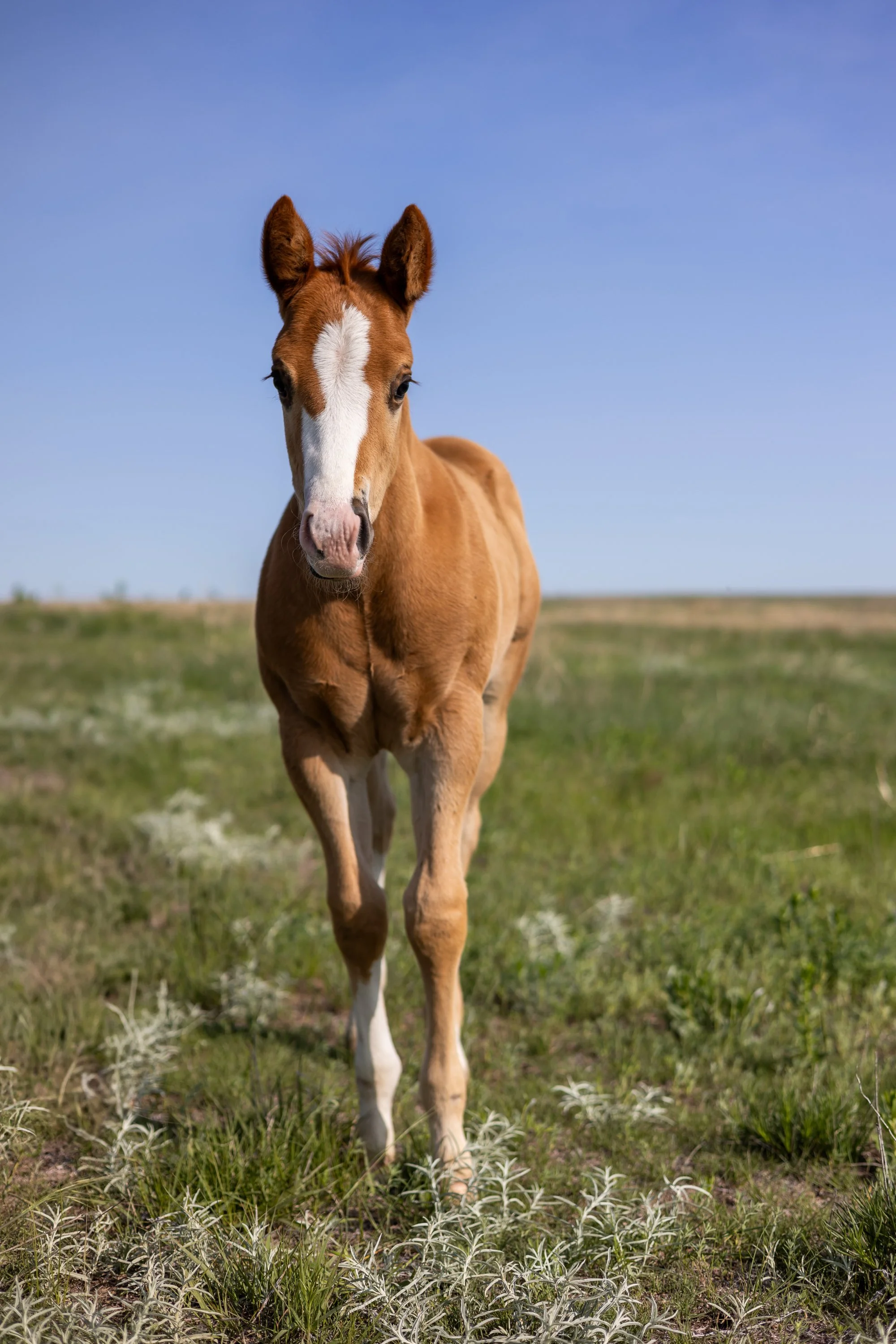 KL-Equine-20.jpg